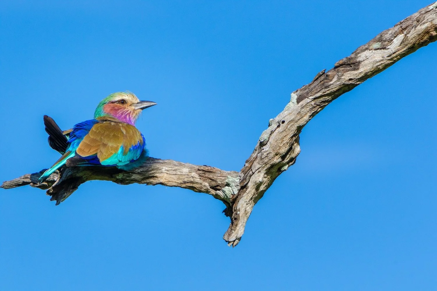 Lilac-breasted Roller_Zambia_bird photography_Robert Massey Photography.jpeg
