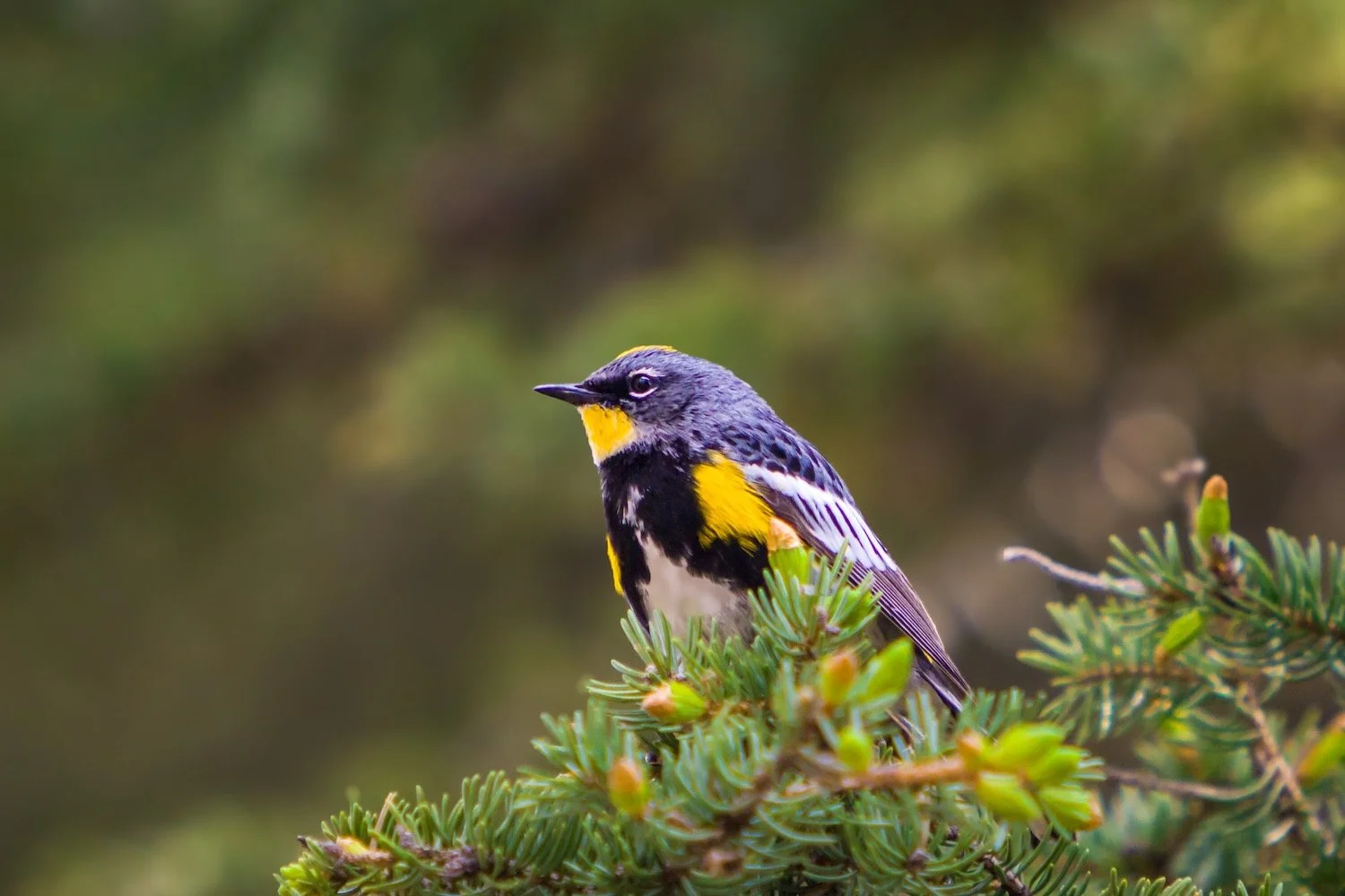 Yellow-rumped Warbler_bird photography_Banff National Park_Robert Massey Photography.jpeg