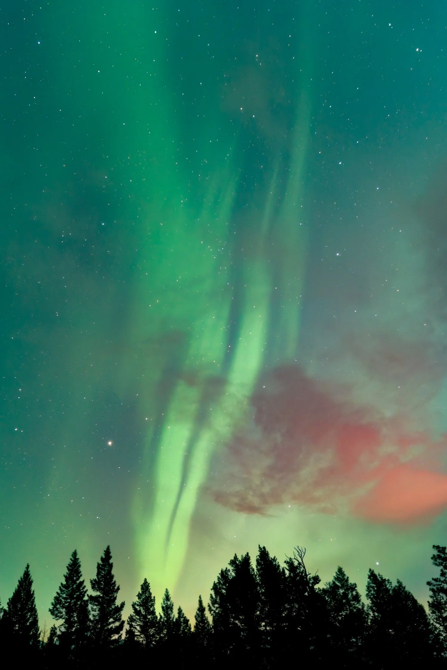 Banff National Park_Aurora over trees_Robert Massey Photography.jpeg