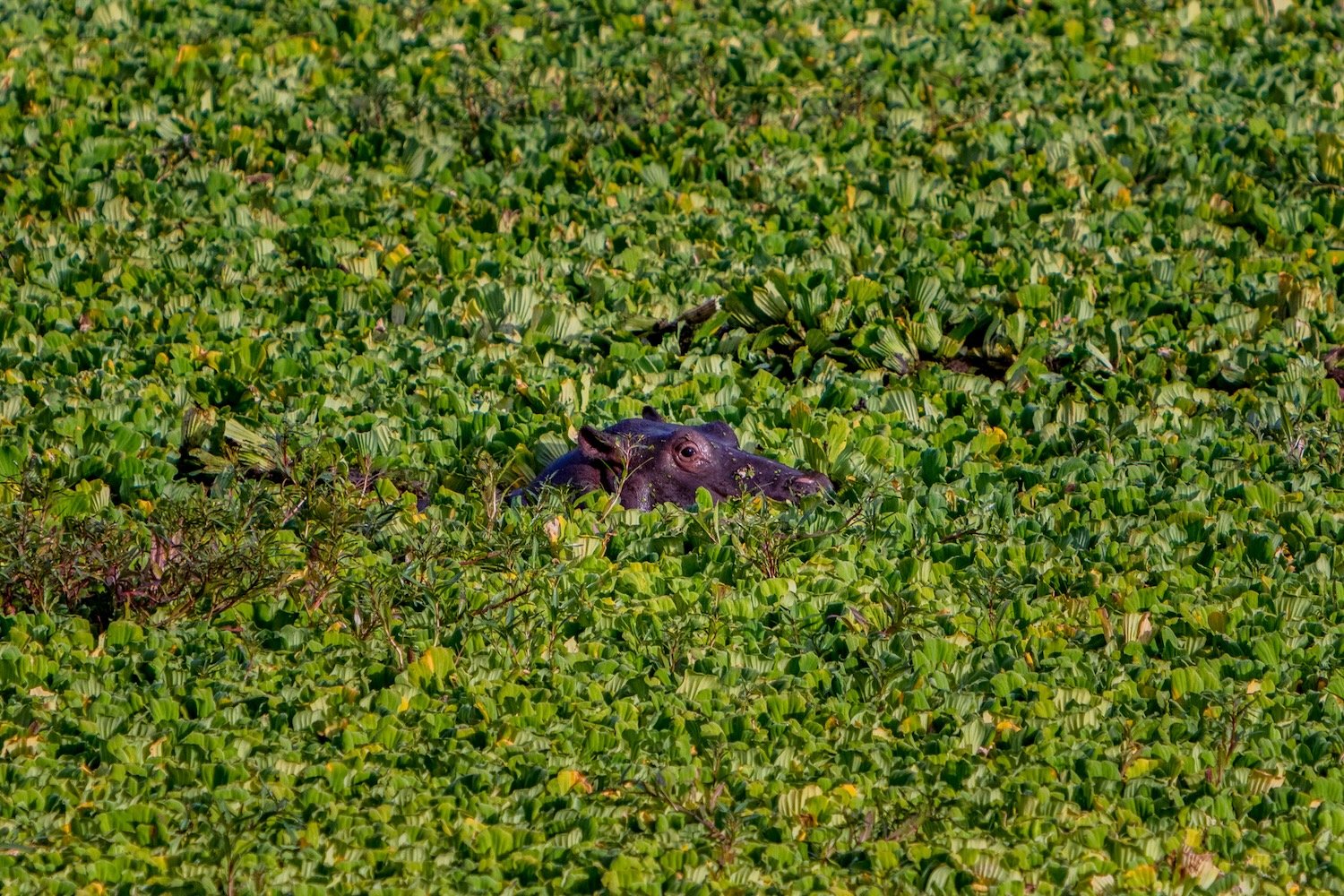 Baby hippopotamus in plants_Zambia_Robert Massey Photography.jpeg