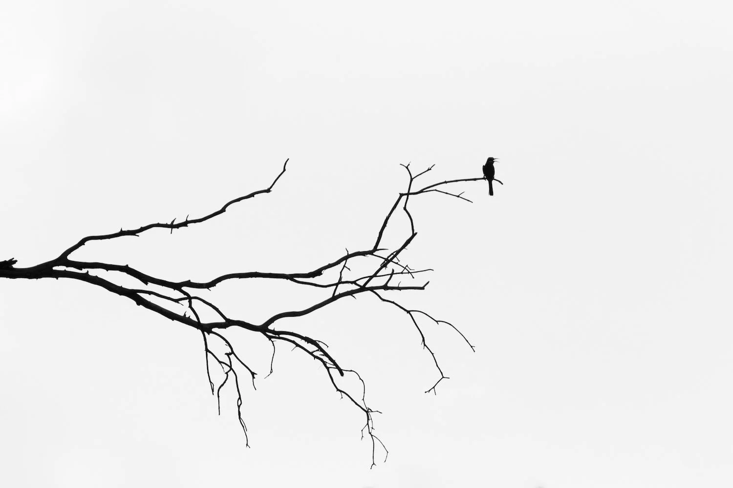 Bird silhouette_Bird Photography_Zambia_Robert Massey Photography.jpeg
