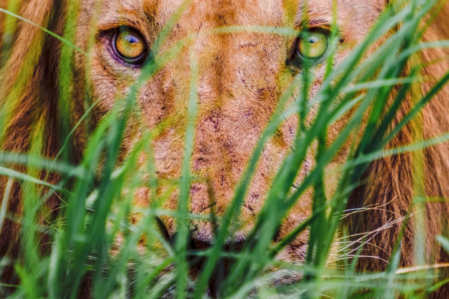 Southern African lion_male closeup_Zambia_Robert Massey Photography.jpeg