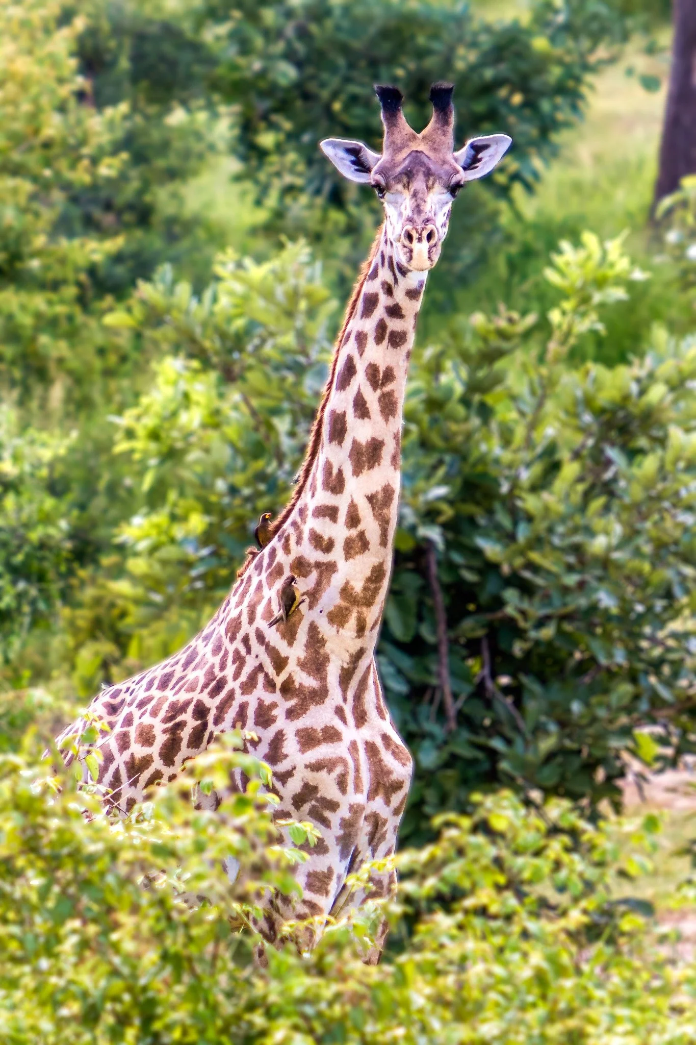 Giraffe_Luangwa_Zambia_Robert Massey Photography.jpeg