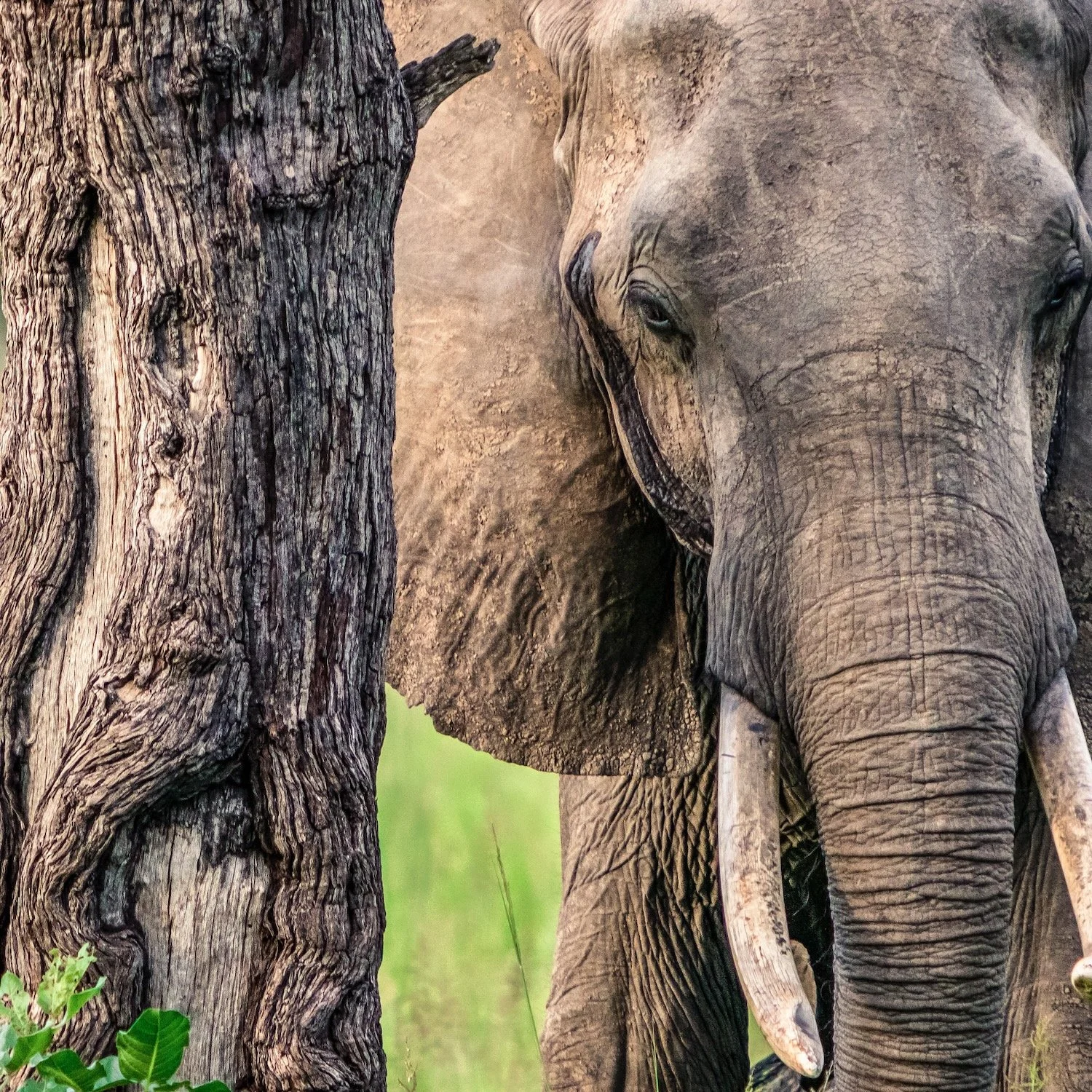 African Savanna Elephant_Zambia_Square_Robert Massey Photography.jpeg