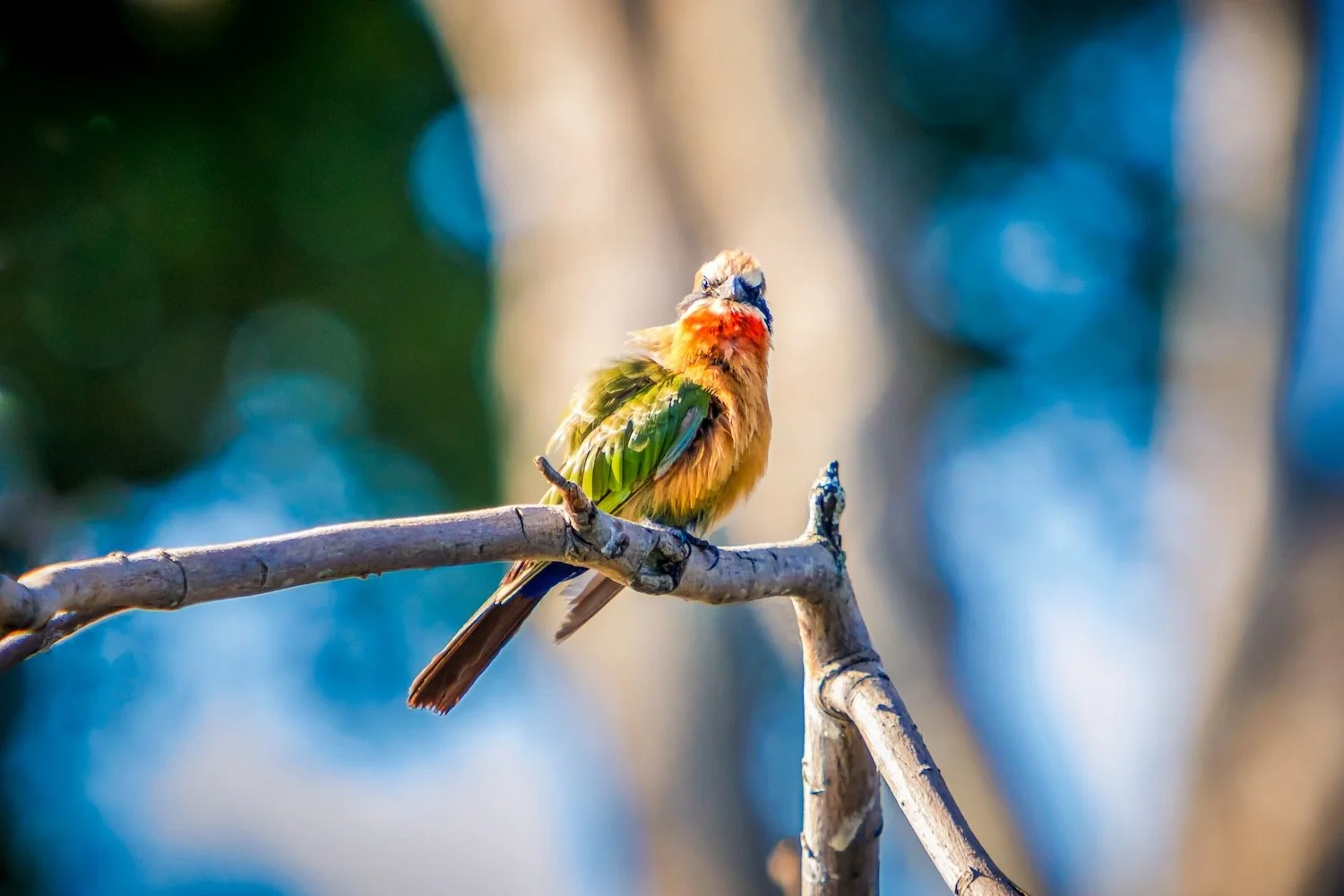 White-fronted Bee-eater_bird photography_Zambia_Robert Massey Photography.jpeg