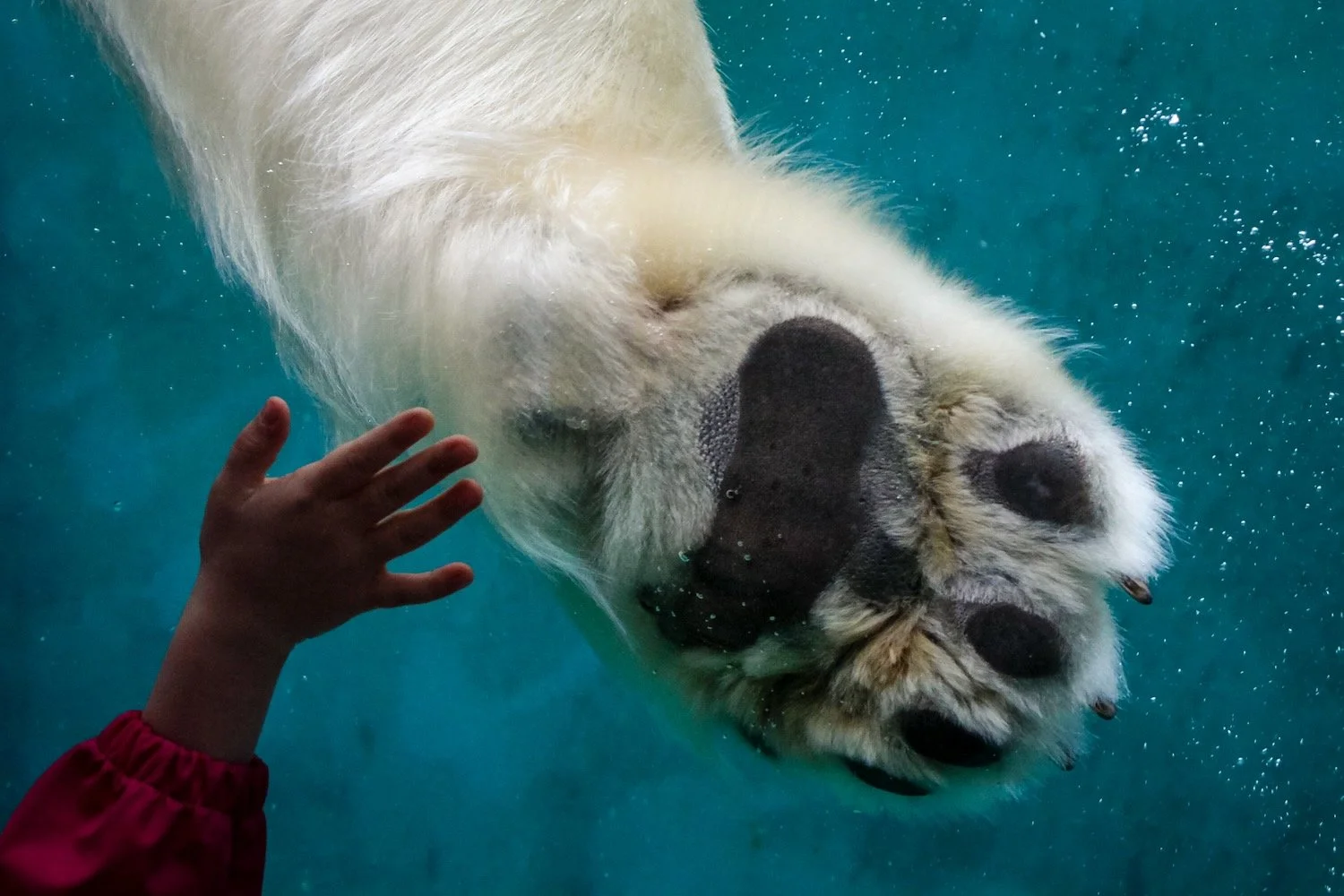 Polar Bear Baw_Copenhagen Denamrk_Robert Massey Photography.jpeg