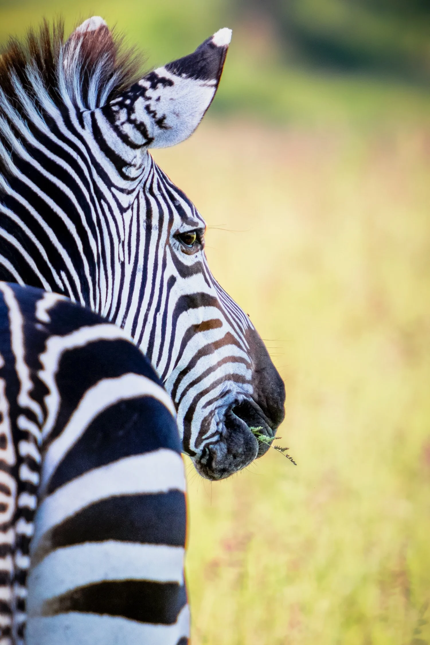 Zebra_Zambia_Robert Massey Photography-17.jpeg