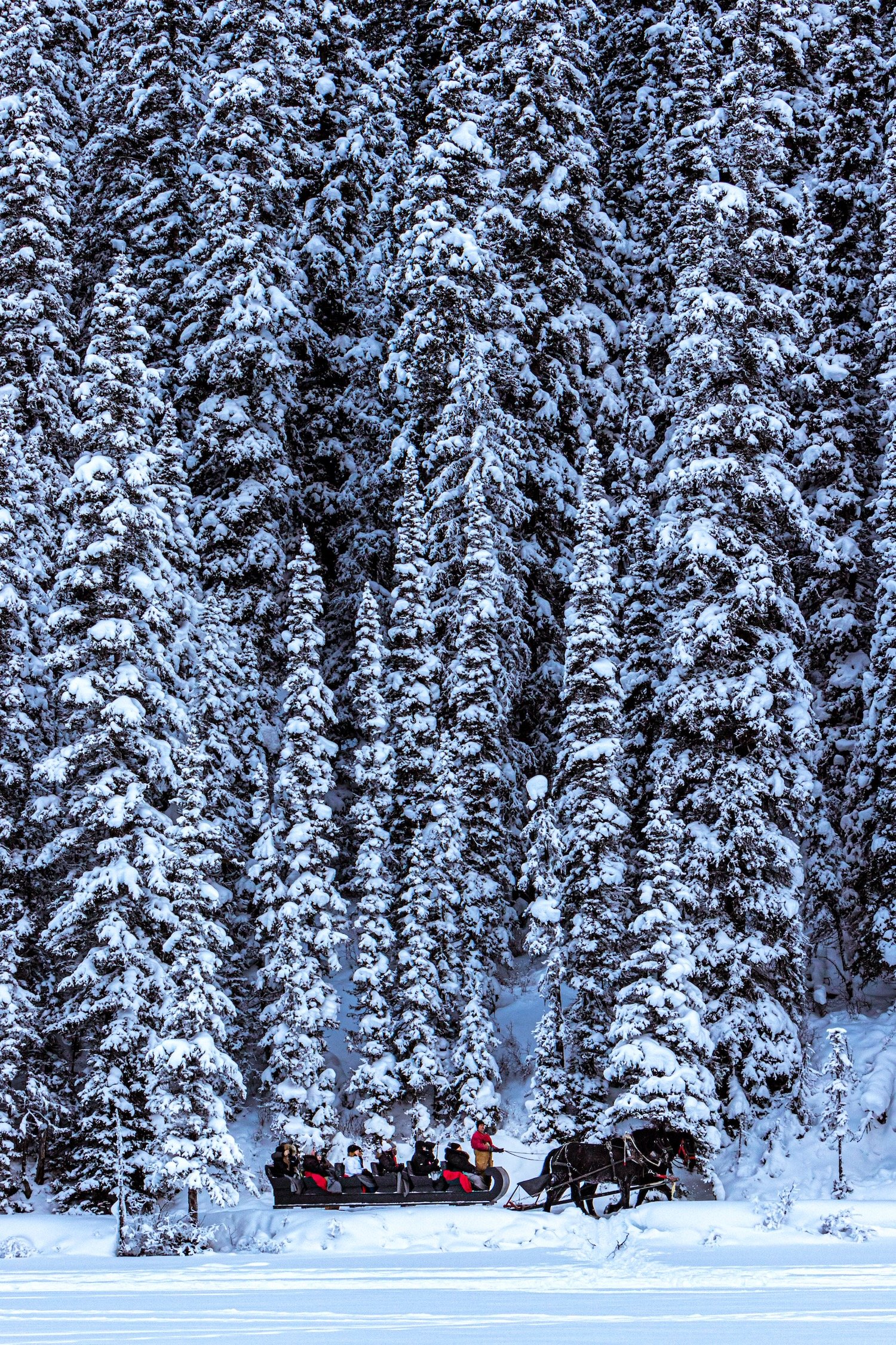 Sleigh Ride_Lake Louise_Banff National Park_Robert Massey Photography.jpeg