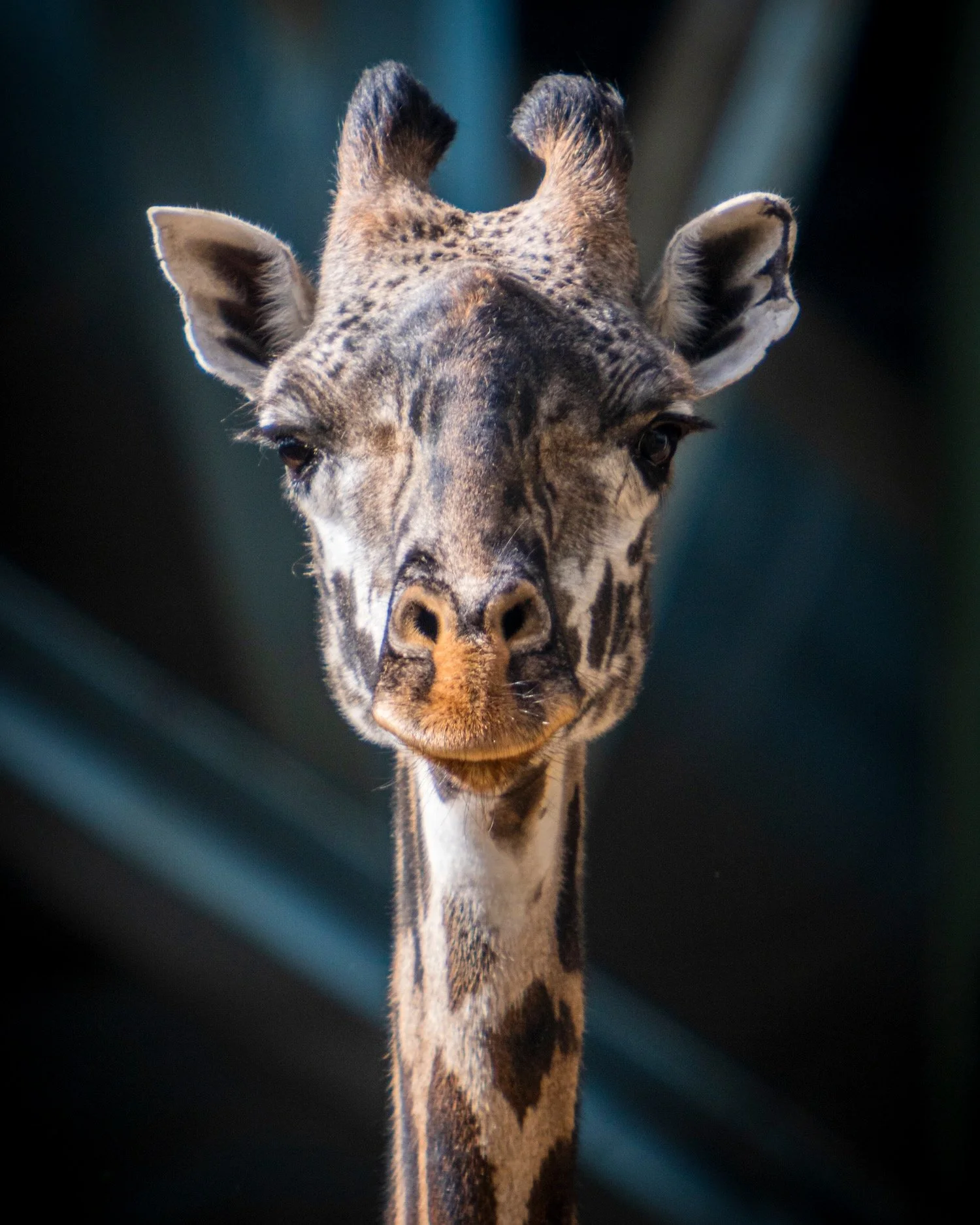 Giraffe_profile_Robert Massey Photography.jpeg