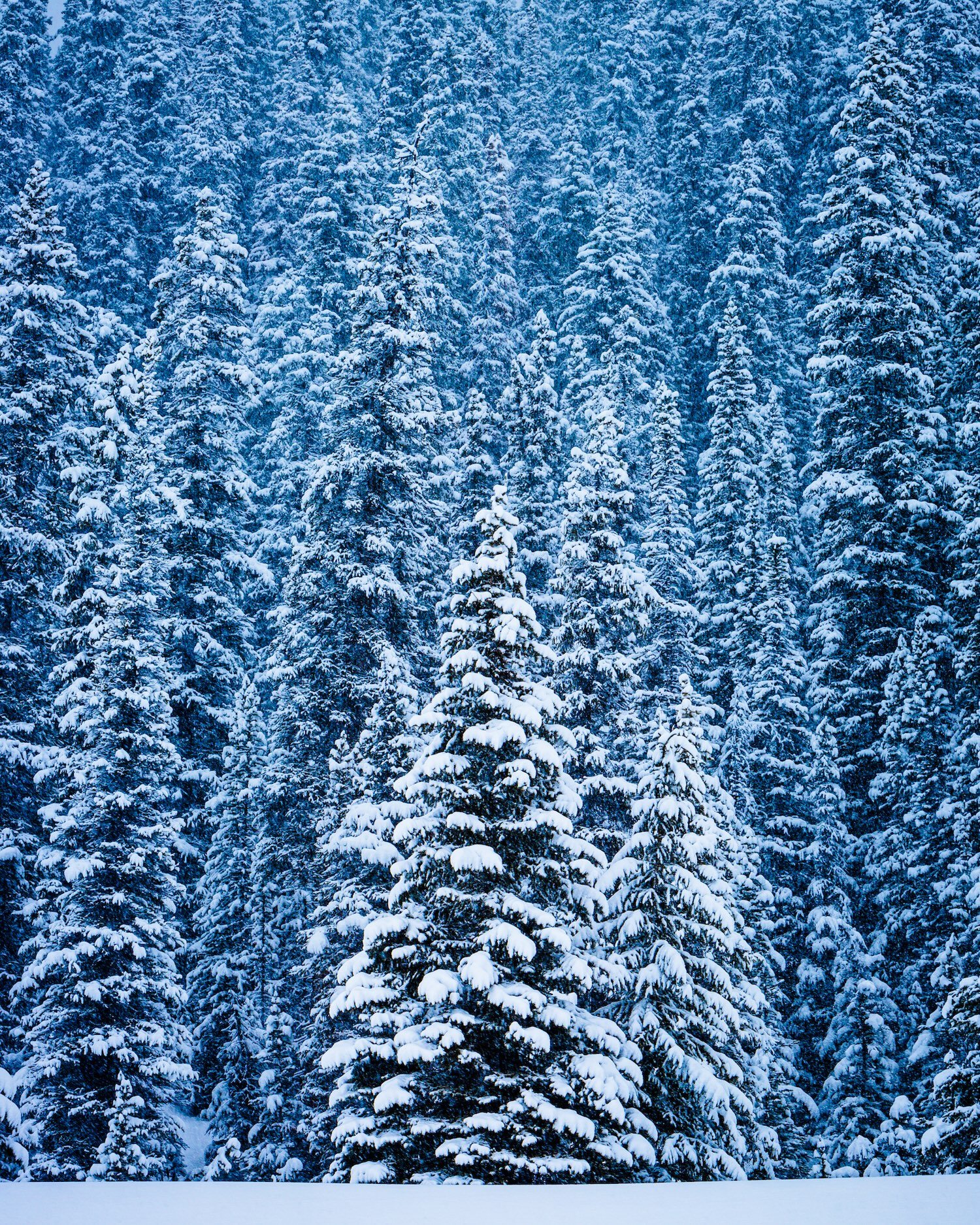Snowy Tree_Icefield Parkway_Robert Massey Photography.jpeg
