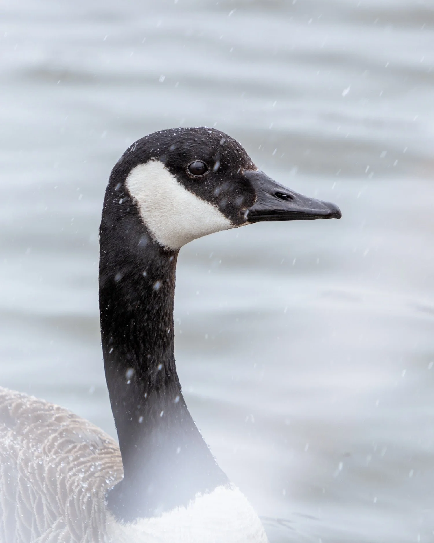 Canada Goose_close up_Calgary_Alberta_Robert Massey Photography.jpeg