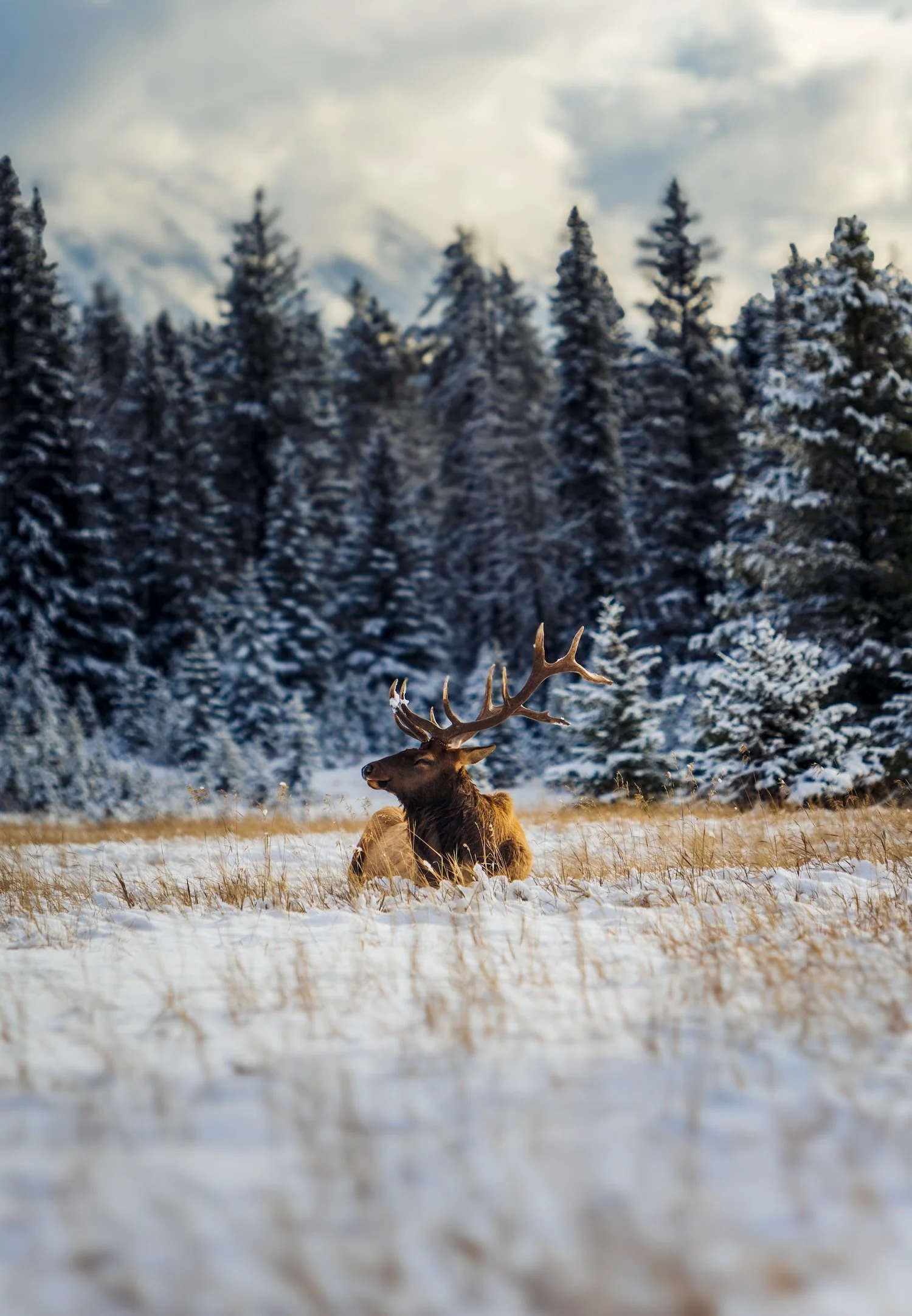 Elk_MinnewankaLoop_Banff National Park_Robert Massey Photography.jpeg