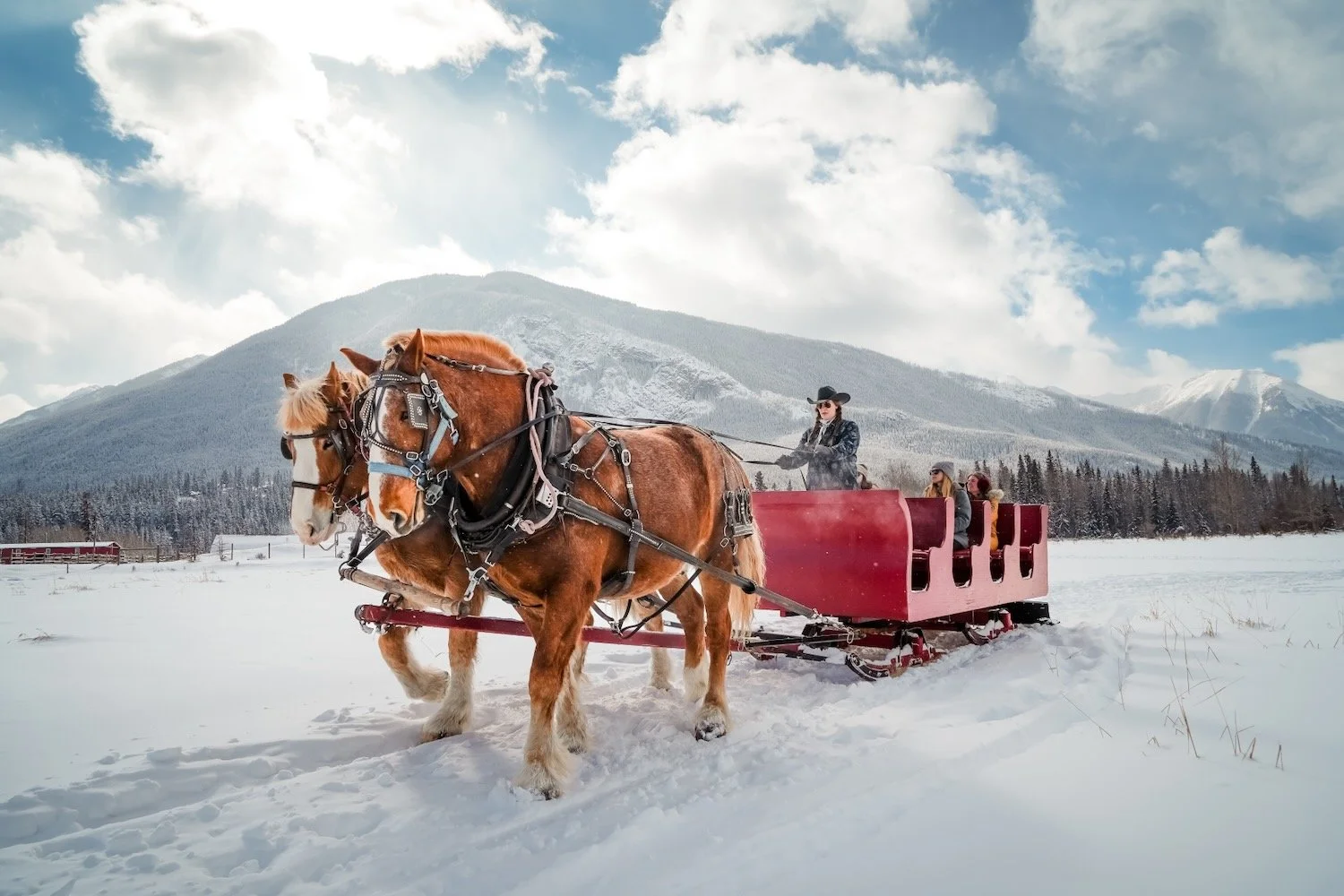 Banff Trail Riders_Sleigh Ride_Banff_Robert Massey Photography.jpeg