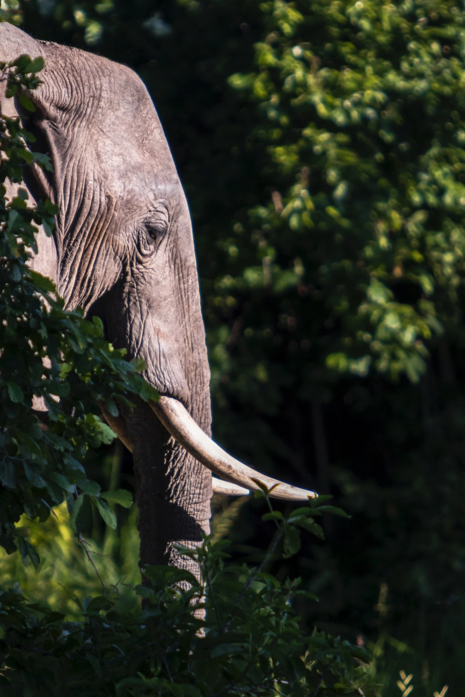 African Savanna Elephant_Zambia_profile_Robert Massey Photography.jpeg