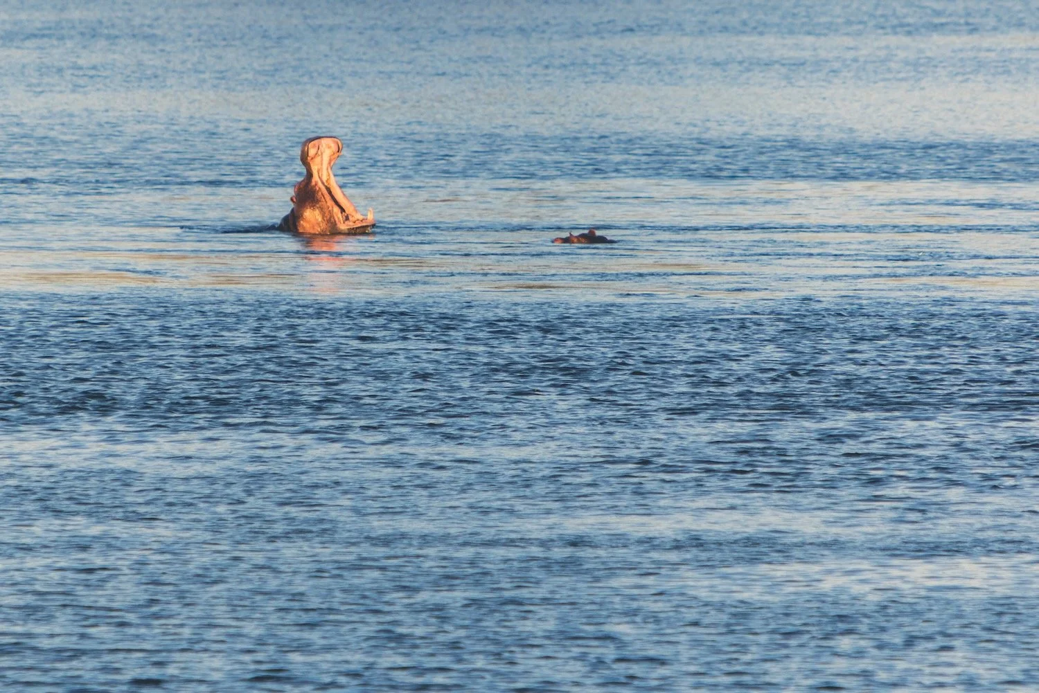 Hippopotamus yawning_Zambia_Robert Massey Photography.jpeg