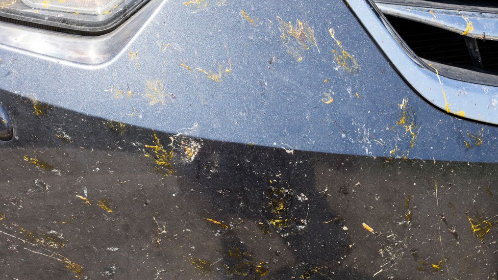 How to Remove Bugs for Car Owners in Cairns