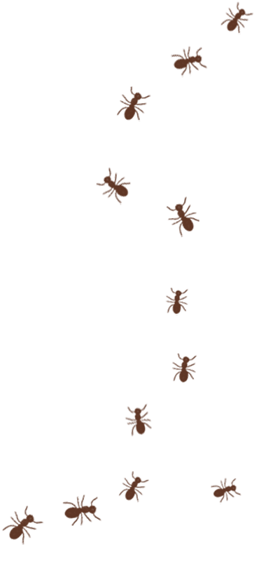 Illustration of brown spiders climbing on a black background.