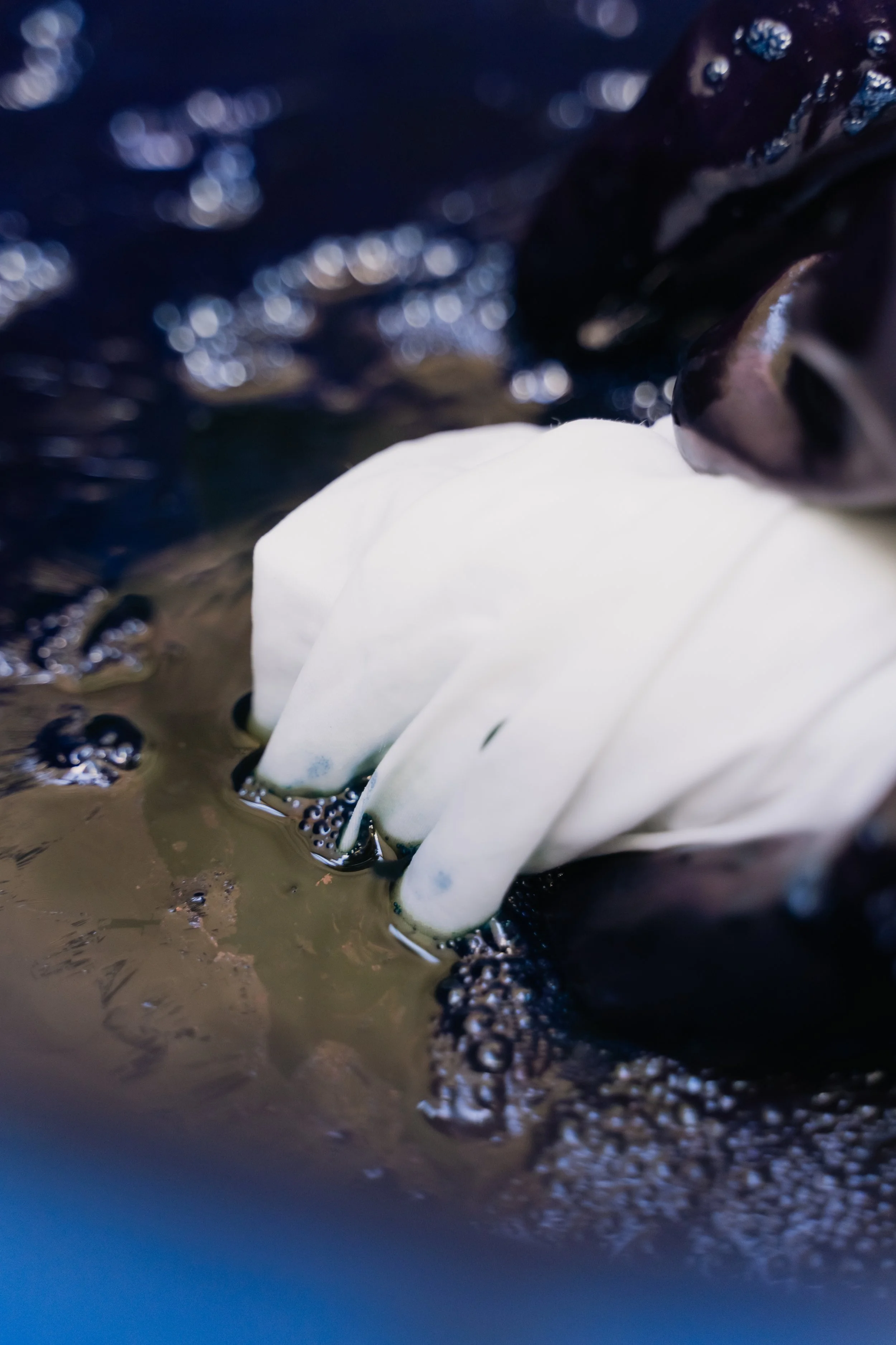 Close-up of a white flower floating upside down on dark water.
