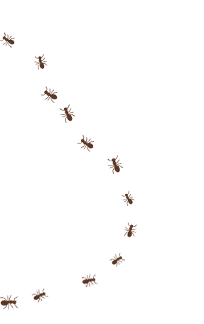 Illustration of ants crawling along a curved line.