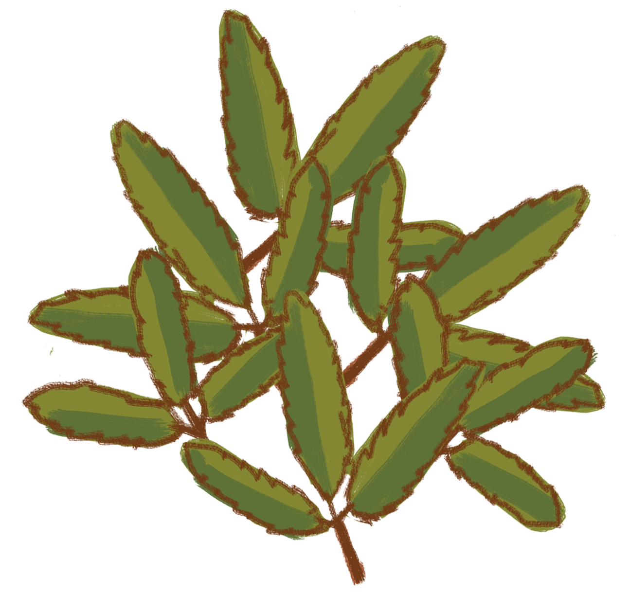 Illustration of a bunch of green leaves with brown outlines.