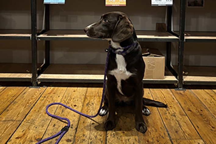 A black and white dog sitting on a wooden floor at the bar