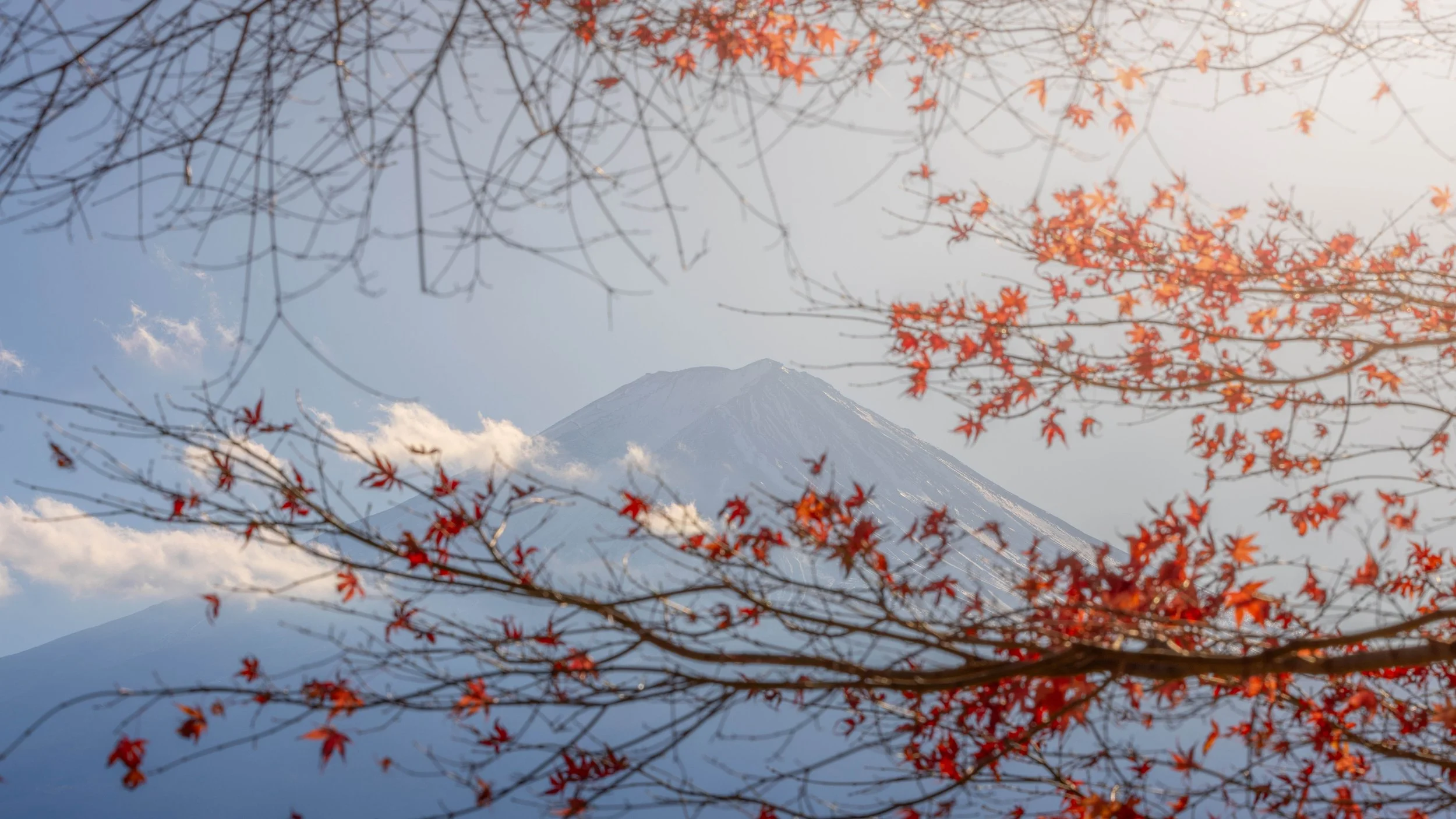 Fuji Leaves 1.jpg