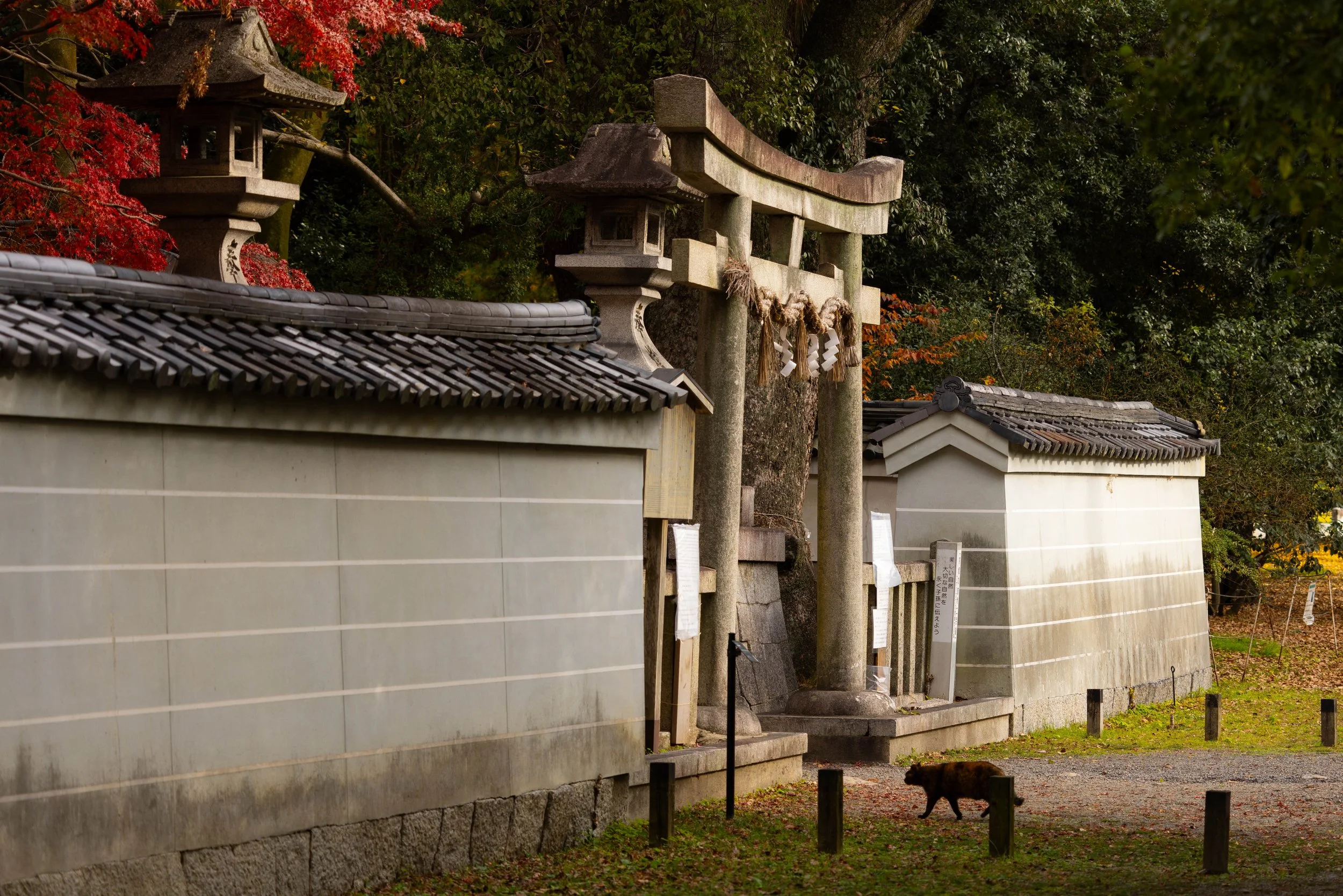 Cat Kyoto.jpg