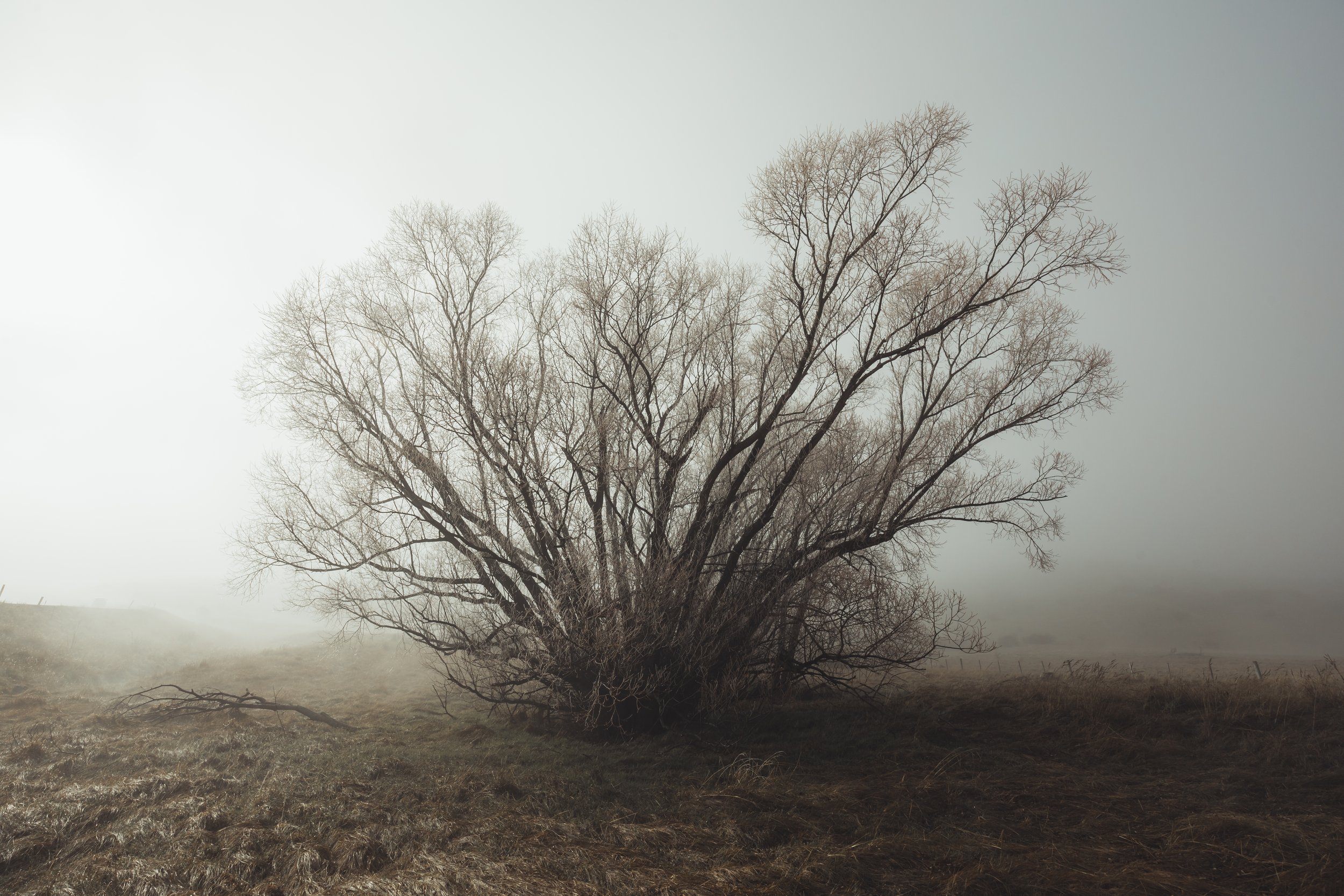 FOGGY TREE.jpg