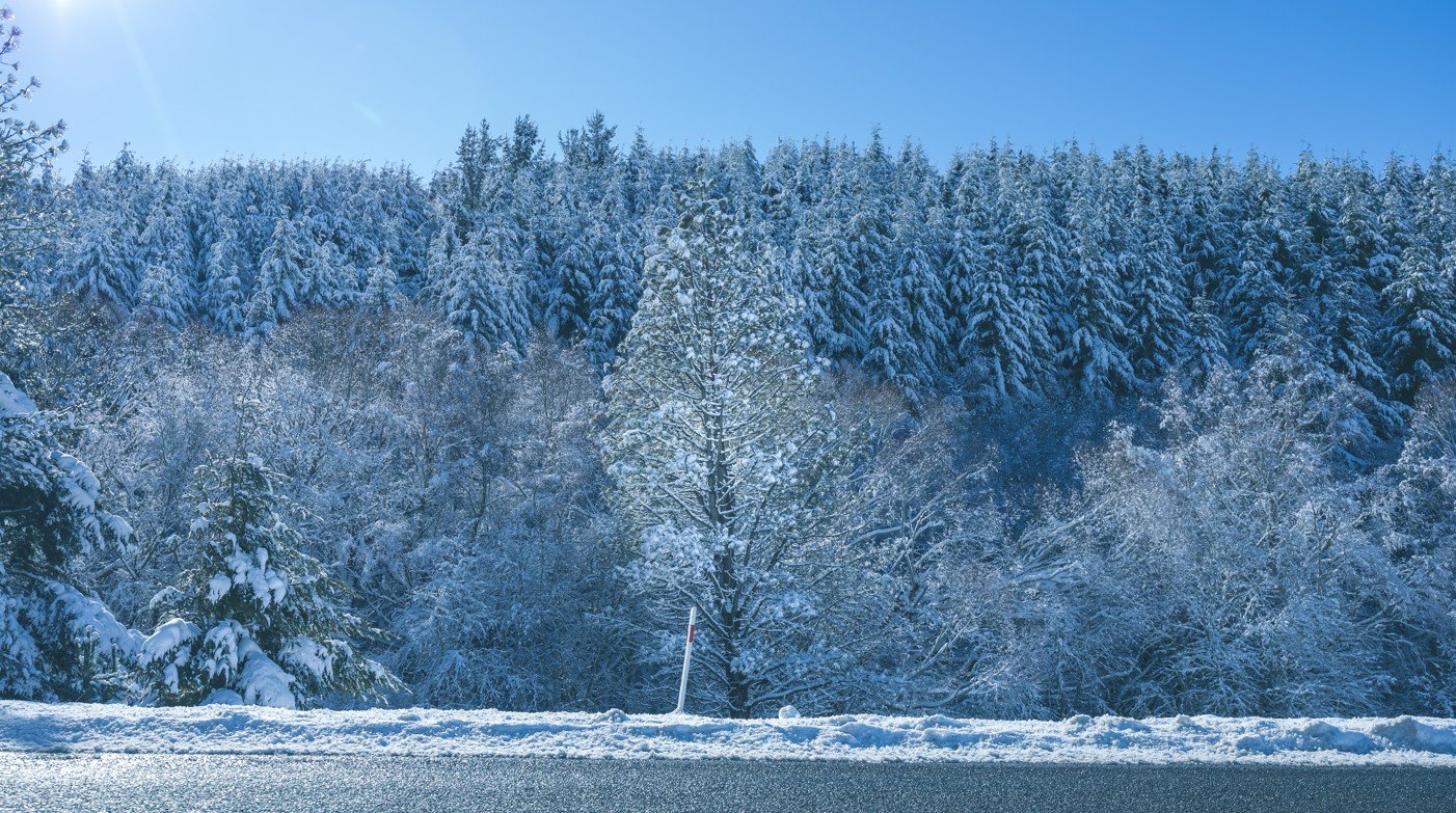 snowy tree burkes pass.jpg