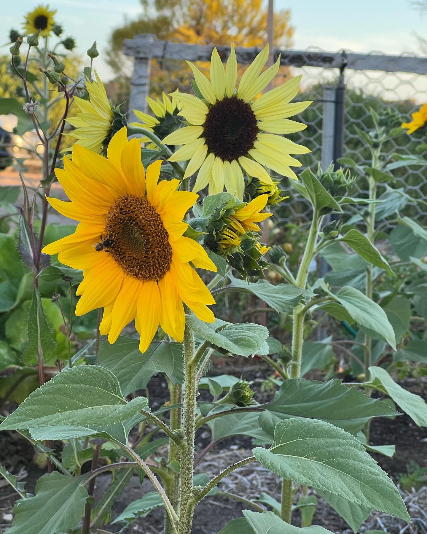 I always wanted a self-seeding garden. 
The sunflowers in the first pic were planted only around six weeks ago. All the kids in my family got the seeds from the dead flower heads and immersed them in the soil with so much love. 
They&rsquo;re thrivin