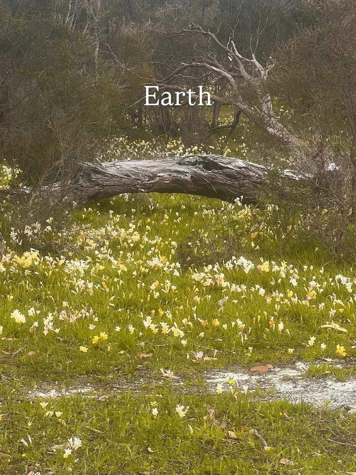 🌻Spring Medicine Making Workshop 

🌸Join us for two days of medicine making with elemental herbalism. 

✨Air ~ Loose incense snd incense cones

🔥 Fire ~ Tinctures, working with both fresh and dried herbs

🪷 Water ~ Distilling and blending

⛰️ Ear