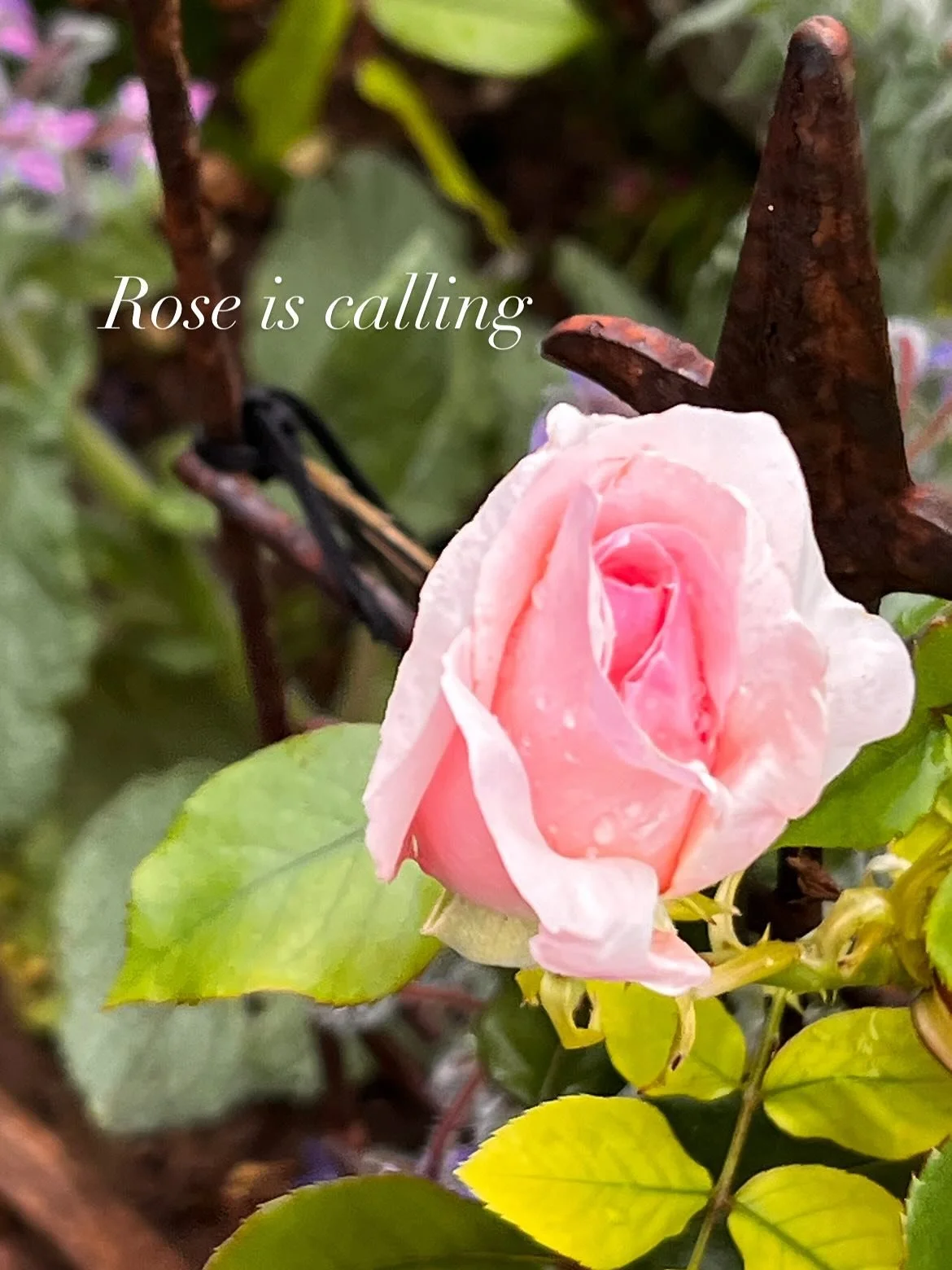 Rose is Queen of the flowers, speaking the language of love and poetry.

Her essence has been revered for thousands of years and she is known and adored for her heart-opening grace and calming presence. 

She brings love with her wherever she goes.

