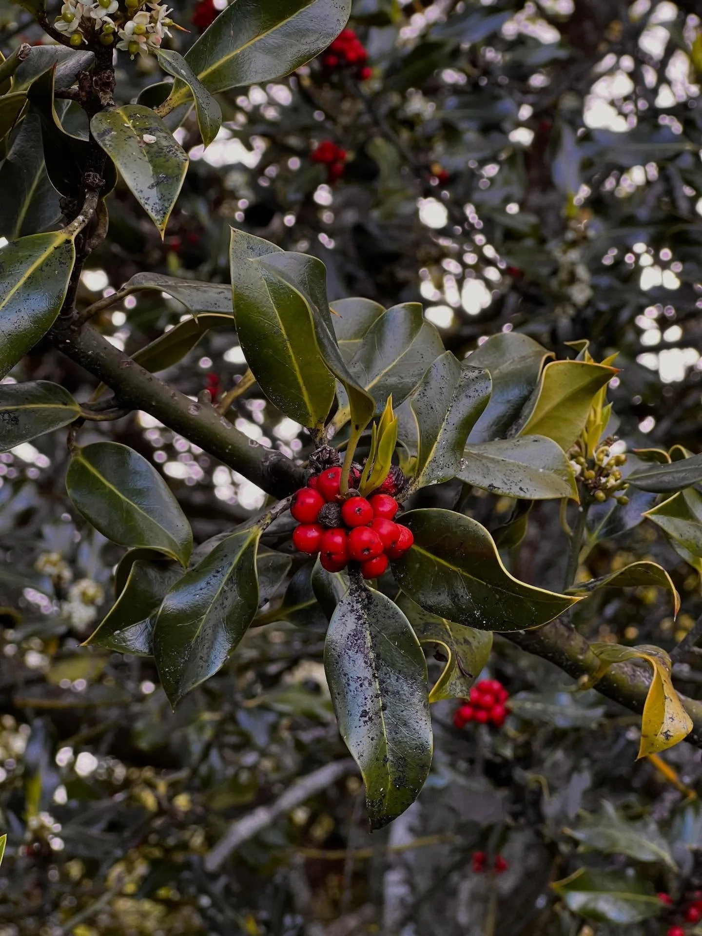 And just like that&hellip;it&rsquo;s nearly Christmas again.

What a wild year it&rsquo;s been. I expected the year of the snake to be tricky but it was definitely more savage than I was prepared for. All that shedding leaves the skin a bit raw. 

Th