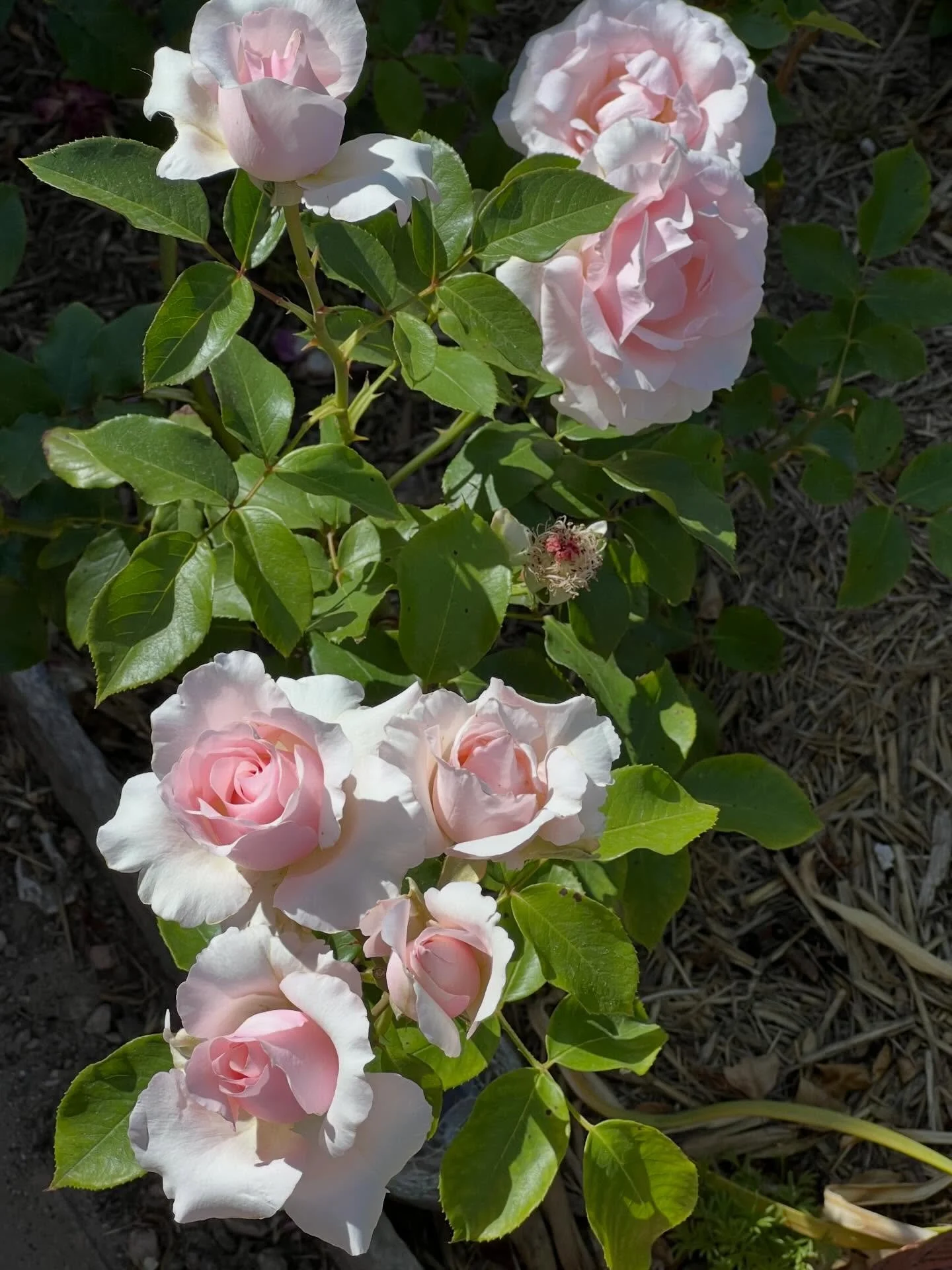 Follow the plants&hellip;
They know the way.

In the age of information when we are starving for truth, the plants know the way.

The age of information is also the age of discernment and the plants still know the way.

Power structures are crumbling