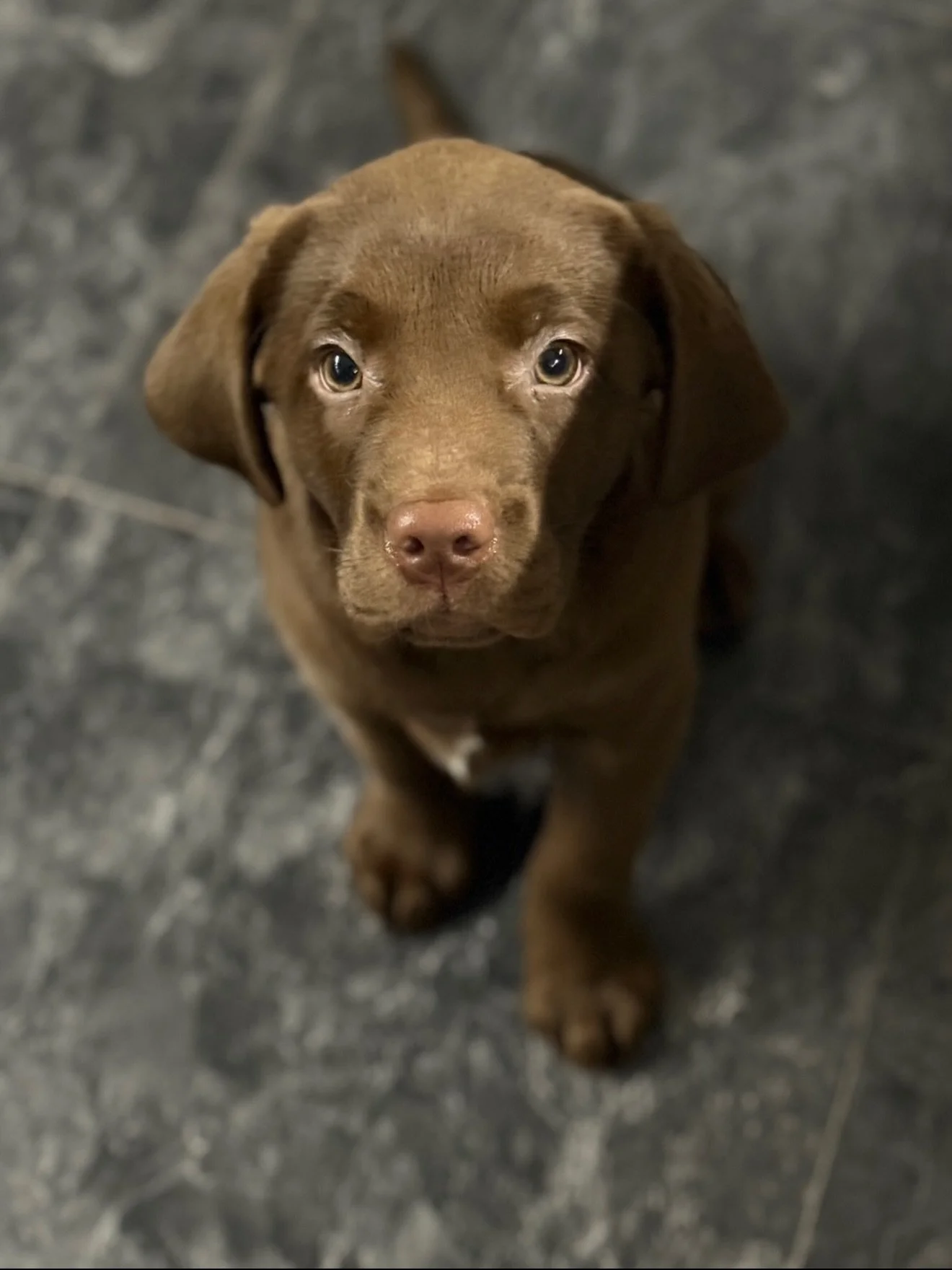 FEBRUARY FEELS 🤎🐶🐾

Despite being ill for a fortnight, it still had many a happy moment&hellip;

1. Meet beautiful Bruno, my sister&rsquo;s new puppy&hellip; Wahhh
2. Thanks a bunch for all the love on this set!
3. Can we have more of these gorgeo