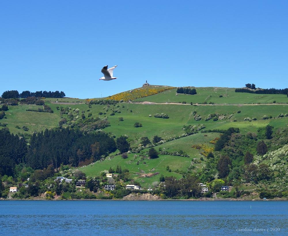  The Otago Peninsula Fallen Soldiers Monument is on a high point on the Otago Peninsula and can be seen from the city and the other side of the harbour. Image by: Caroline Davies 