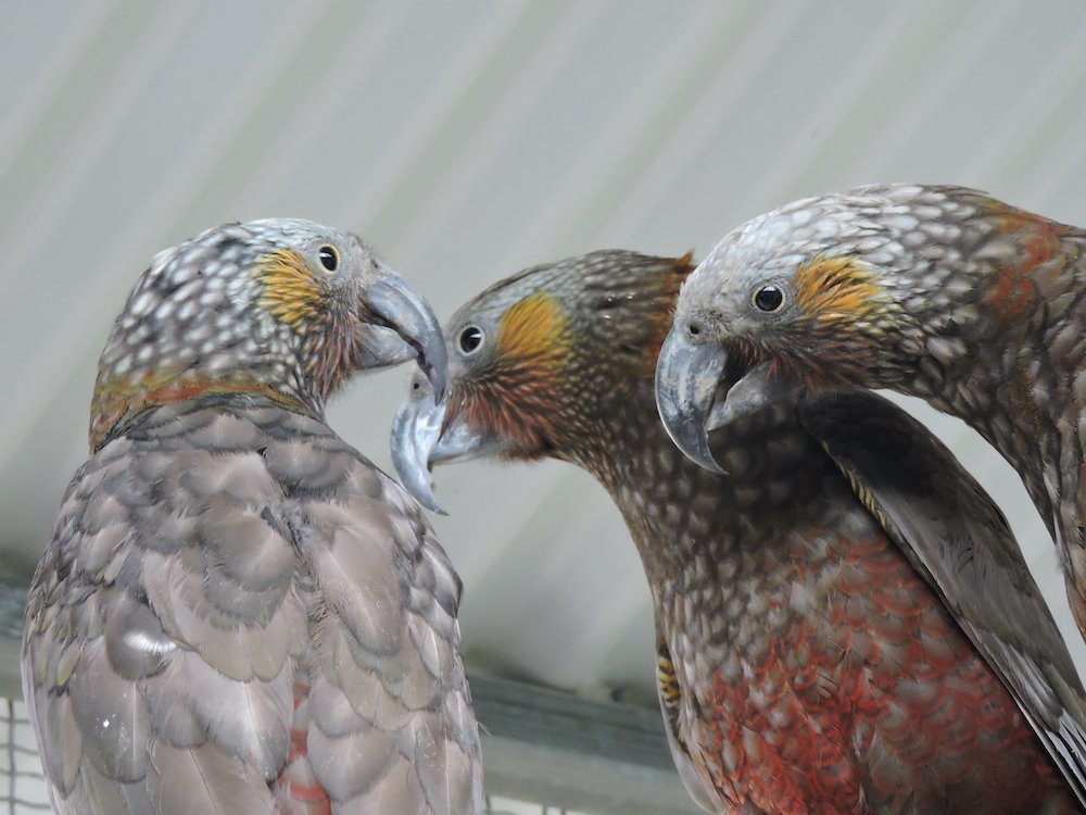 3 Kaka Orokonui image.jpeg