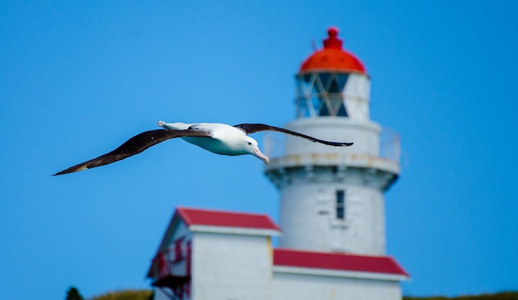 Albatross and Lighthouse - credit Chris McCormack.jpg