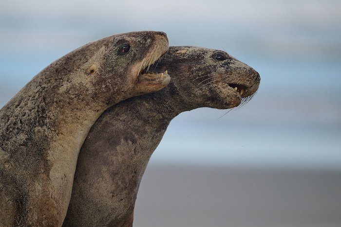 Clearwater Wildlife Tours SeaLion51.jpg
