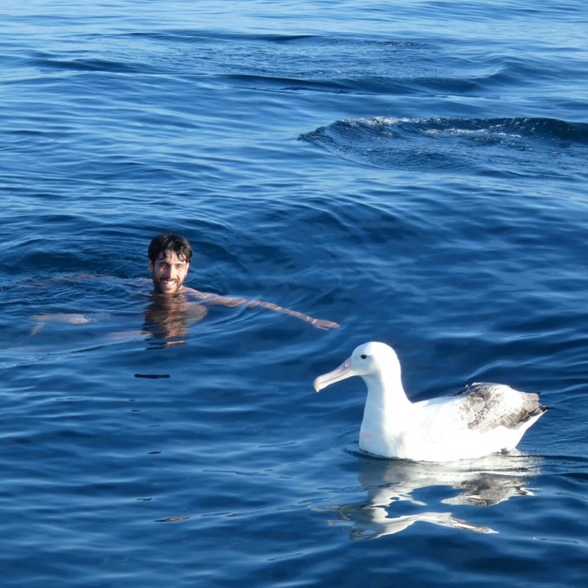 Making waves in Dunedin Harbour with a albatross co-pilot &ndash; because swimming is better with a winged companion! 

📷 @tropico_decapricornio