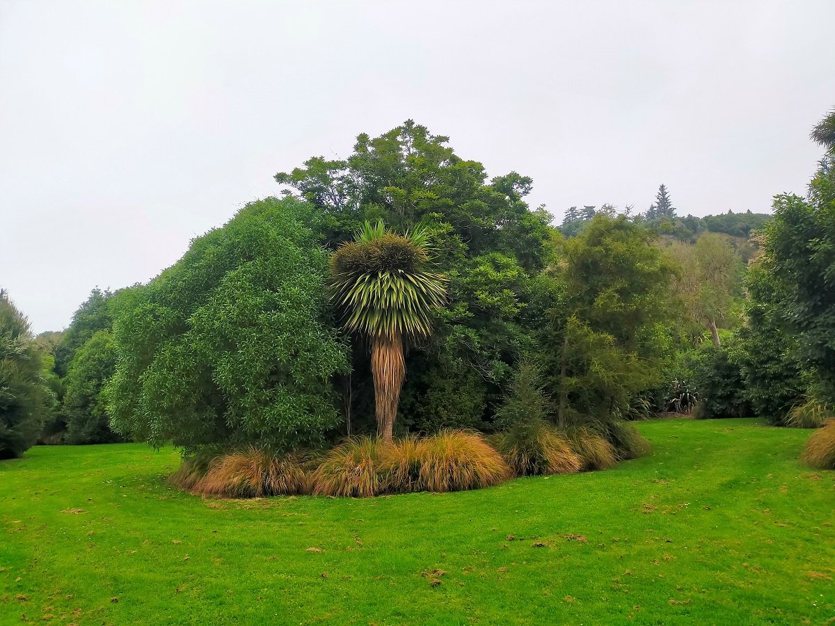 Tī kōuka / cabbage tree. Image by: Suzanne Middleton