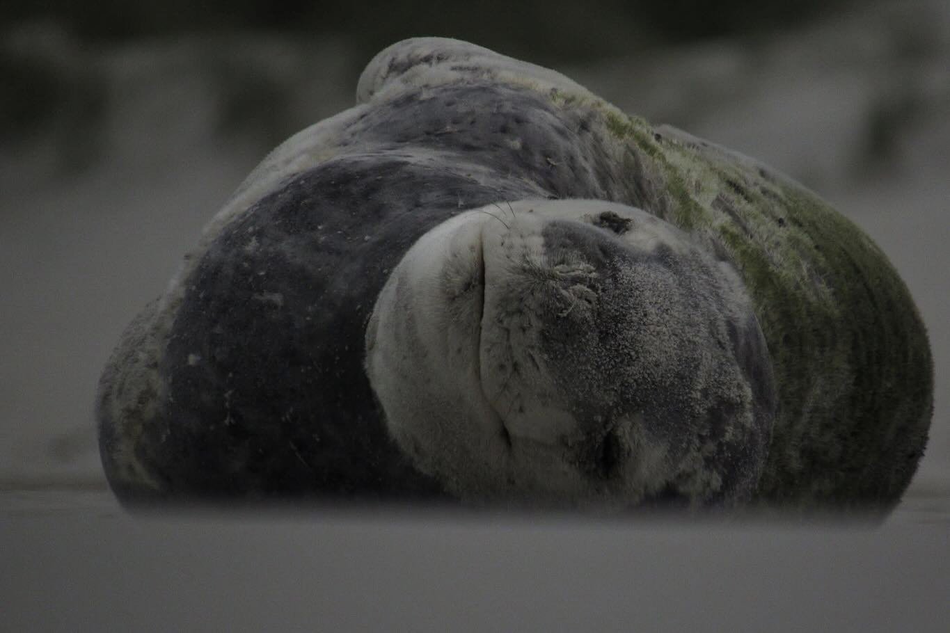 Hello Mr Leopard 🐆 Seal 🦭 

📸 Indigo Parnell