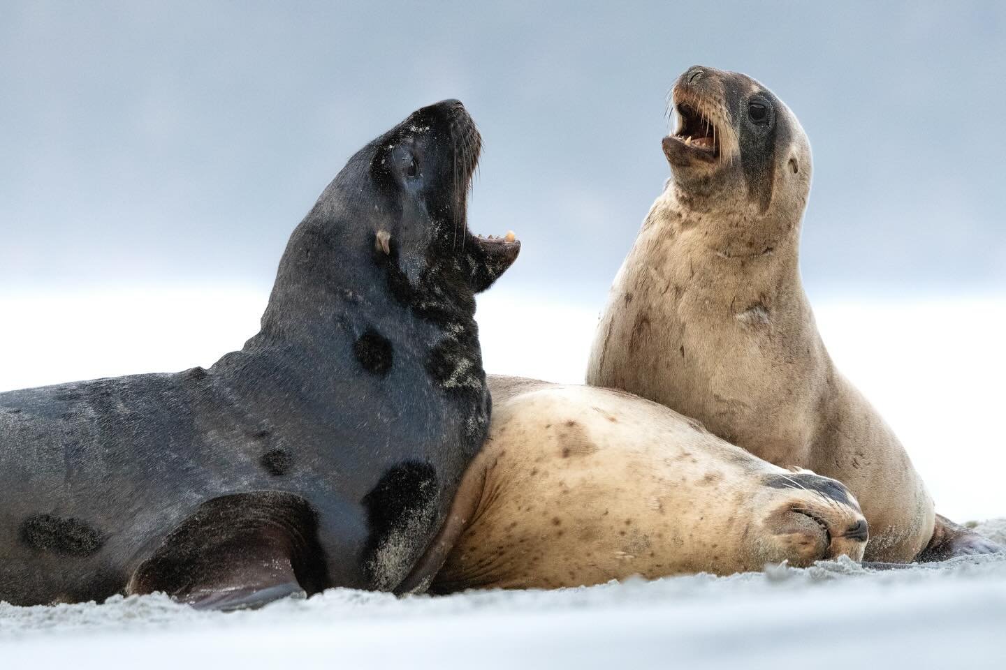 Ever wondered why they&rsquo;re called sea lions? Males grow a thick mane around their neck and roar loudly, just like lions on land. During breeding season, the dominant males gather harems (groups of females they guard and mate with) earning them t