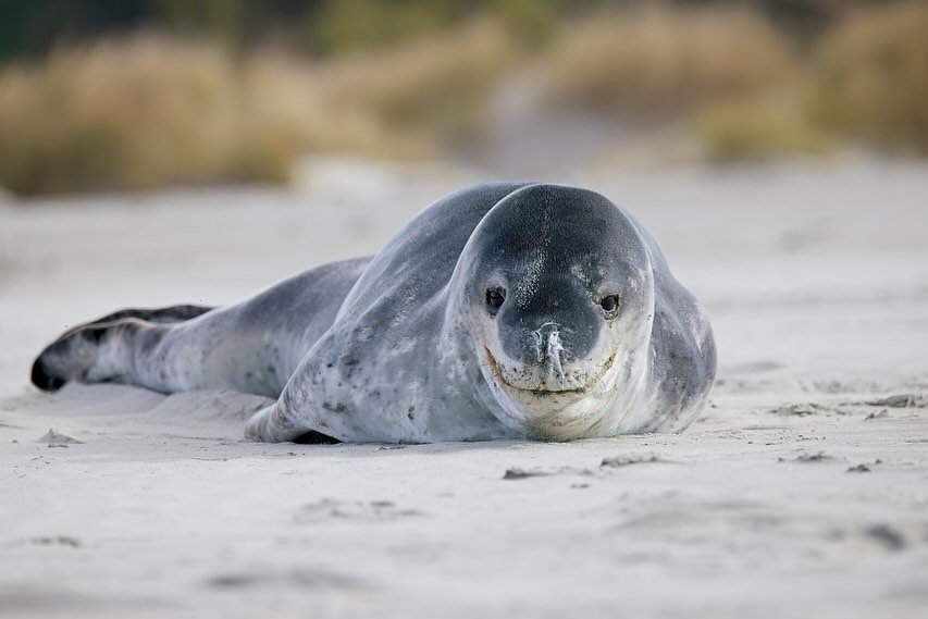 Say cheese

Leopard seal &ndash; Antarctica&rsquo;s sleek top predator. They can hit speeds of 37 km/h, hunt penguins with precision, and then switch it up by filtering krill like a whale. Known for their eerie underwater songs and the occasional sur
