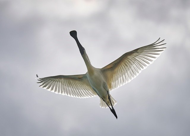 A royal sight &ndash; kōtuku ngutupapa (royal spoonbill) in full flight over Wild Dunedin.

📸 @trevordouglas_photography