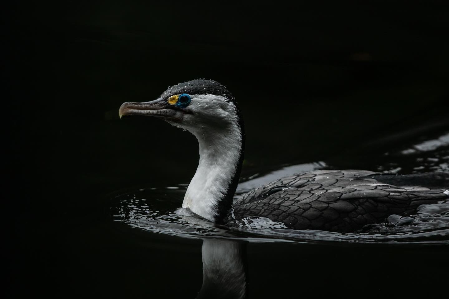 A pied cormorant, also known as a shag &mdash; Kāruhiruhi.

📸 @mcgeephotos_