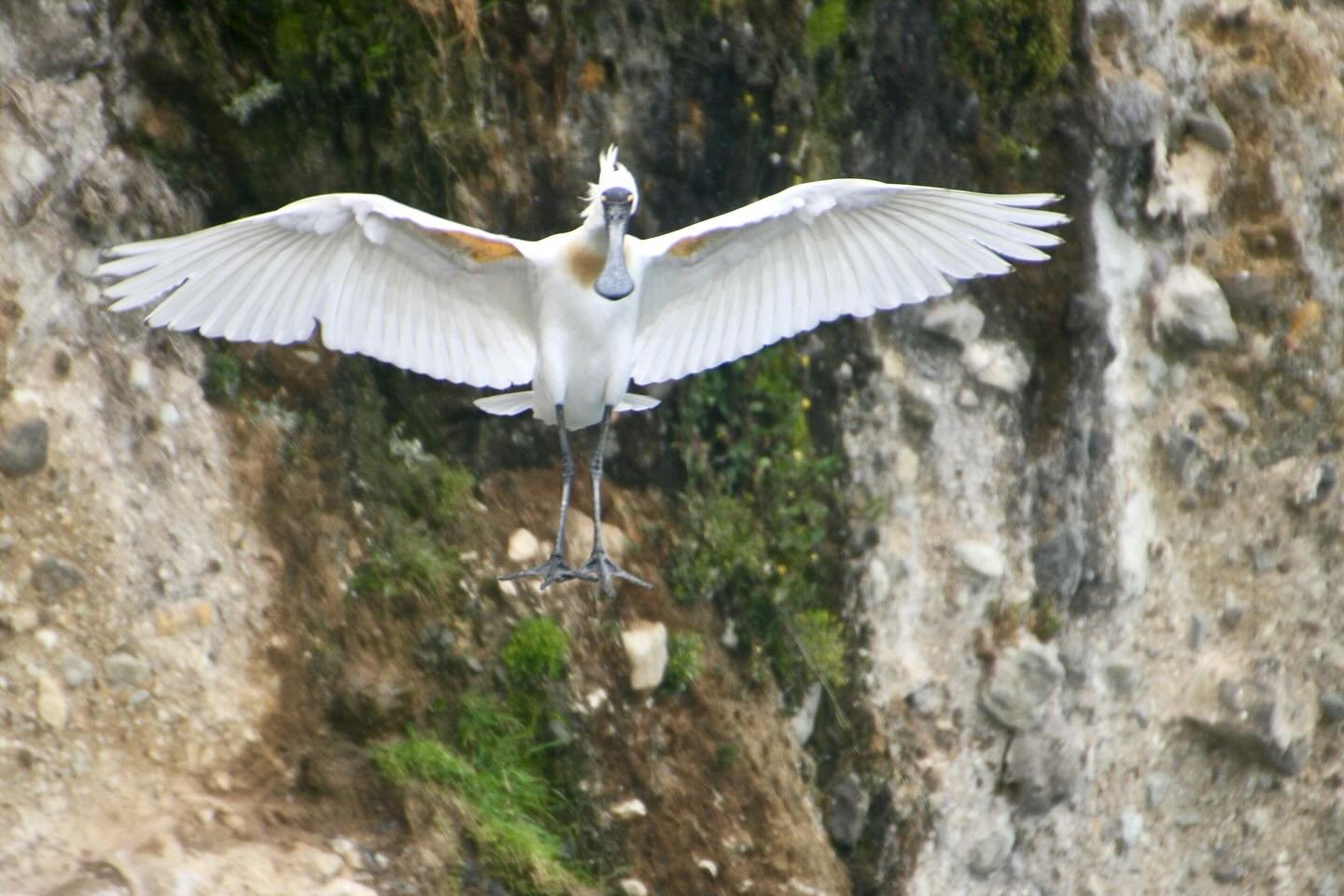 Turns out those &lsquo;angel sightings&rsquo; were just royal spoonbills making a landing.

📸 Anne Charlesworth