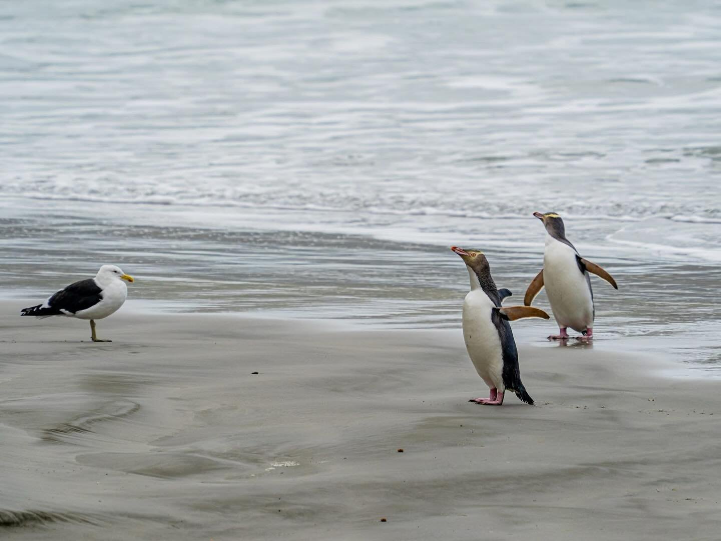 When Dunedin&rsquo;s 2024 candidate &mdash; and Bird of the Year winner &mdash; awkwardly bumps into Dunedin&rsquo;s 2025 candidate&rsquo;s relative on the beach&hellip; it&rsquo;s just very, very awkward.

📸 @susandavies_photography