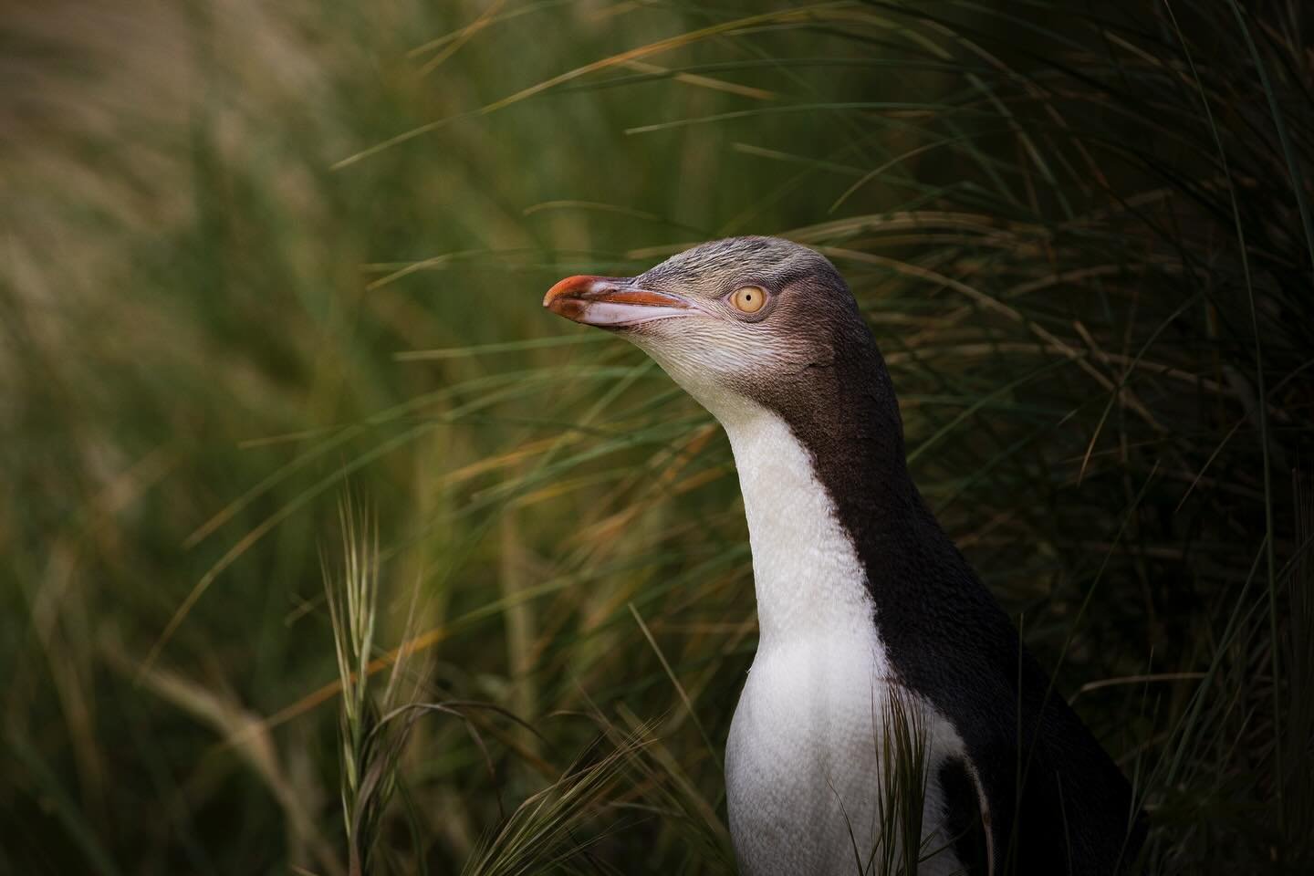 Rare, beautiful, and a little wild &ndash; that&rsquo;s Dunedin&rsquo;s birds (and maybe its people too)