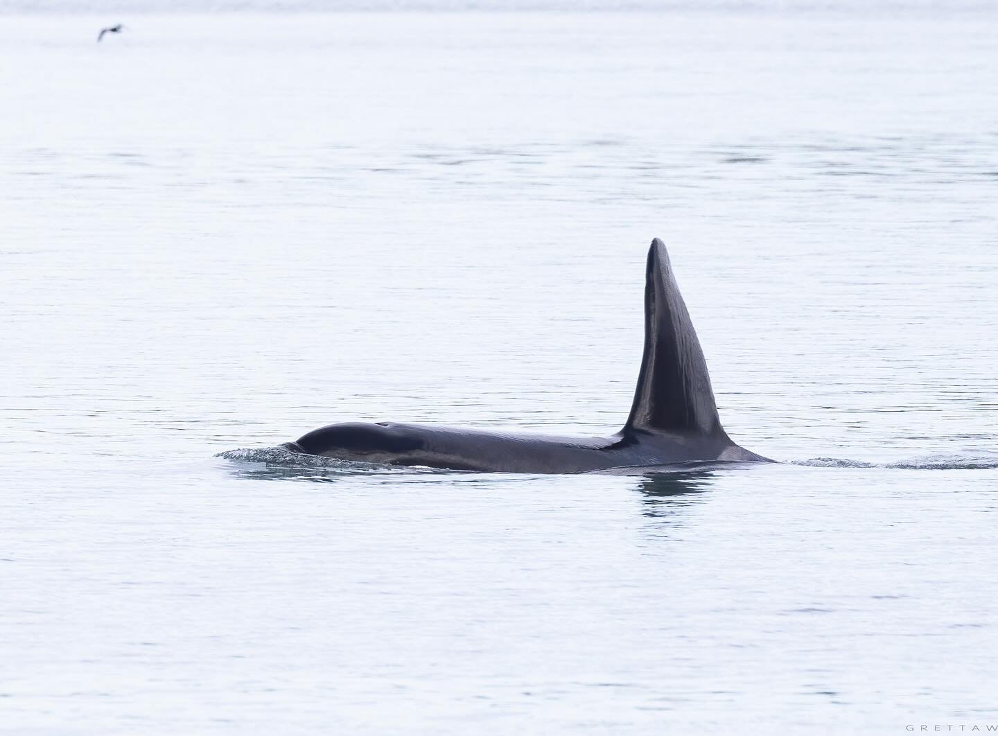 Orca duo Danny and Prop were spotted gliding through Dunedin Harbour. They&rsquo;ve been regular visitors lately, maybe they just wanted to see for themselves why everyone&rsquo;s calling Dunedin the Wildlife Capital!

📸 @gretta_wallace